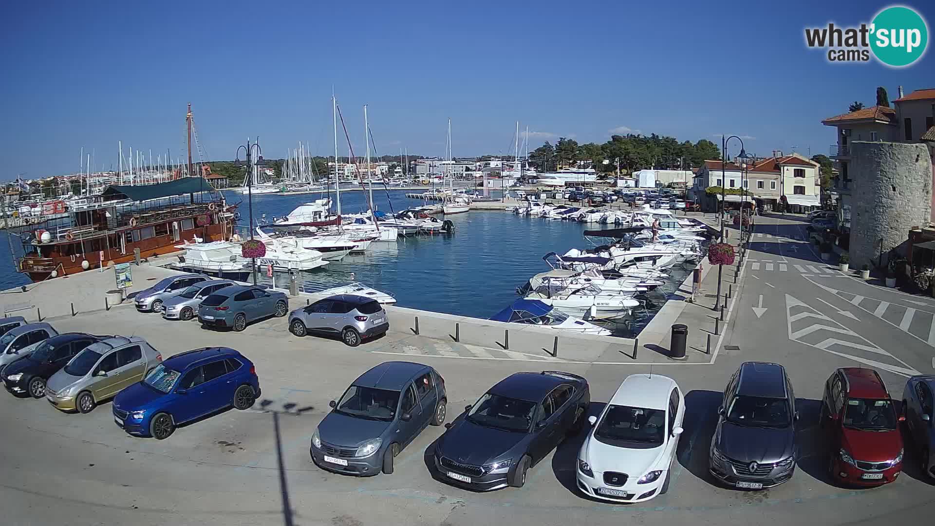 Novigrad | Porporela marina