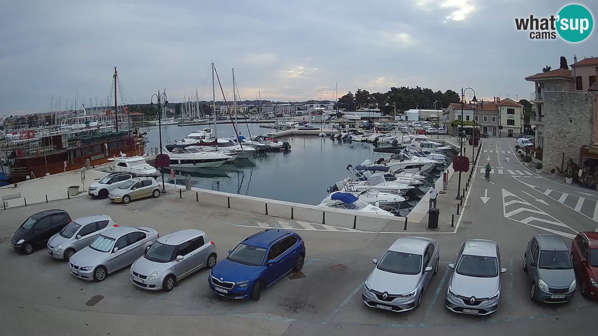 Novigrad | Porporela marina