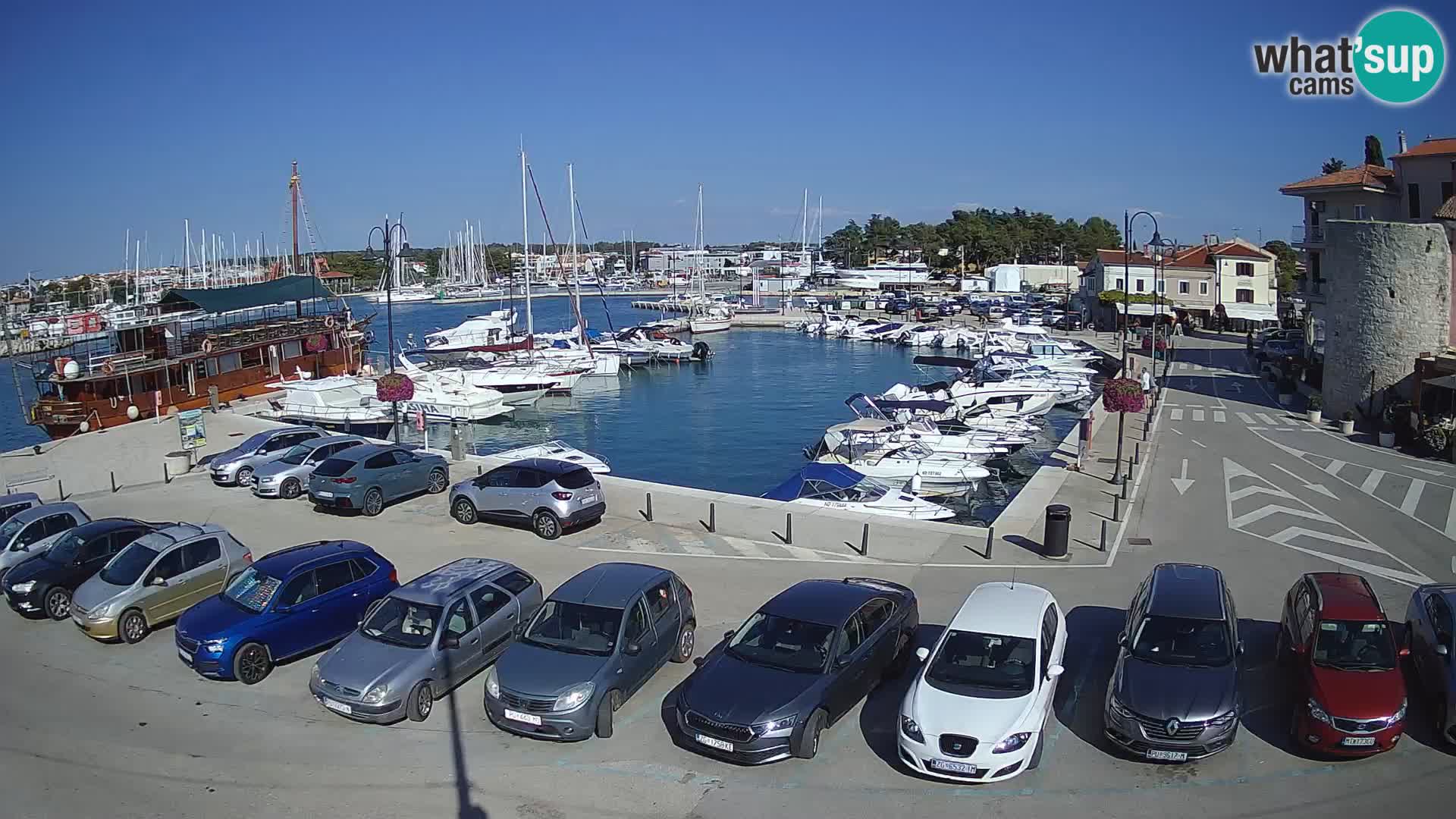 Novigrad | Porporela marina