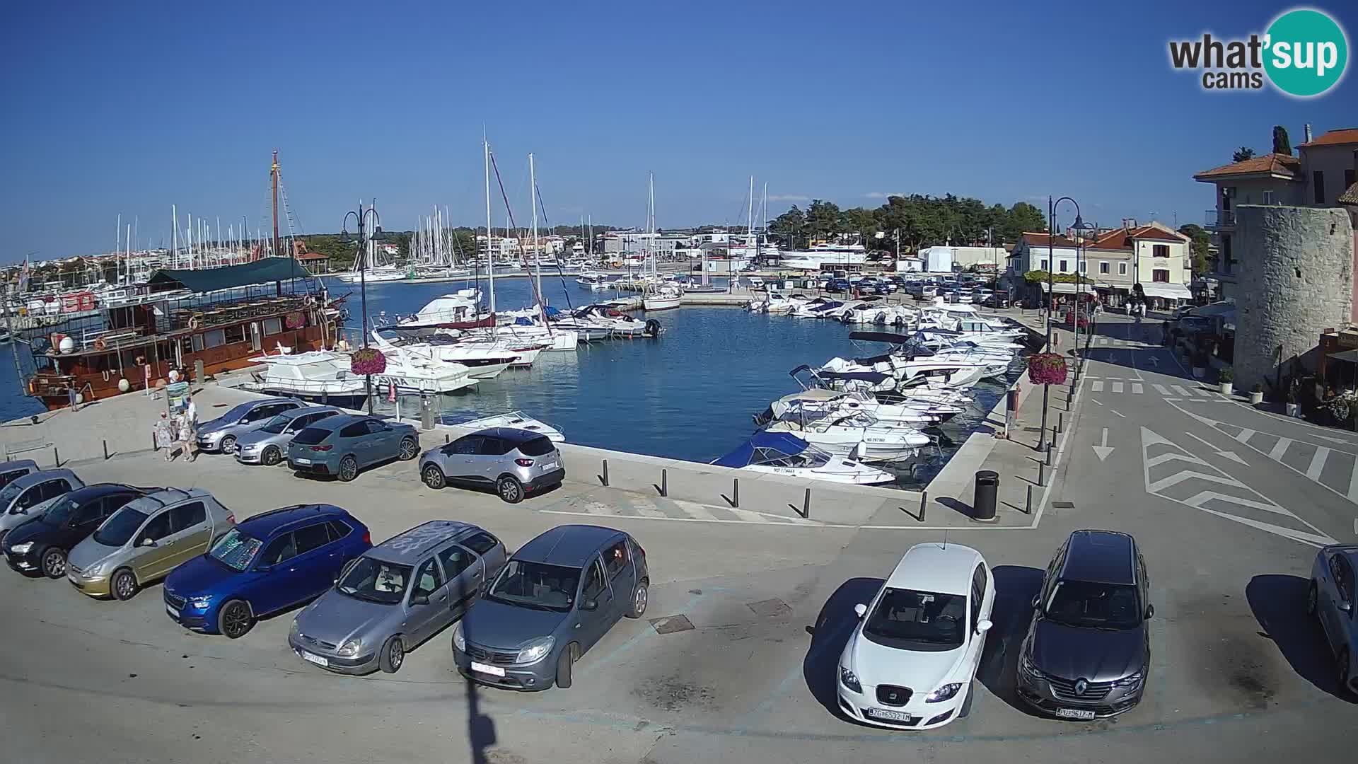 Novigrad | Porporela marina
