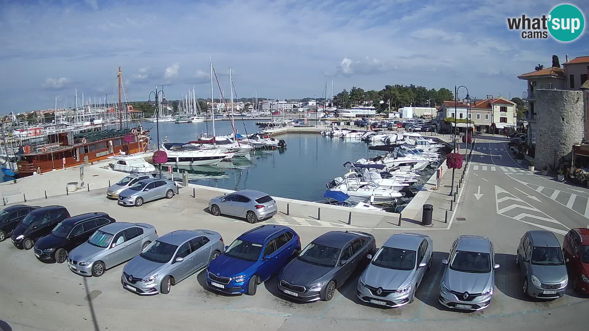 Novigrad | Porporela marina