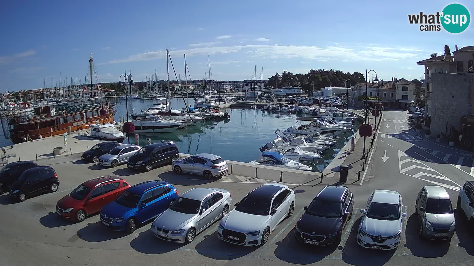 Novigrad | Porporela marina