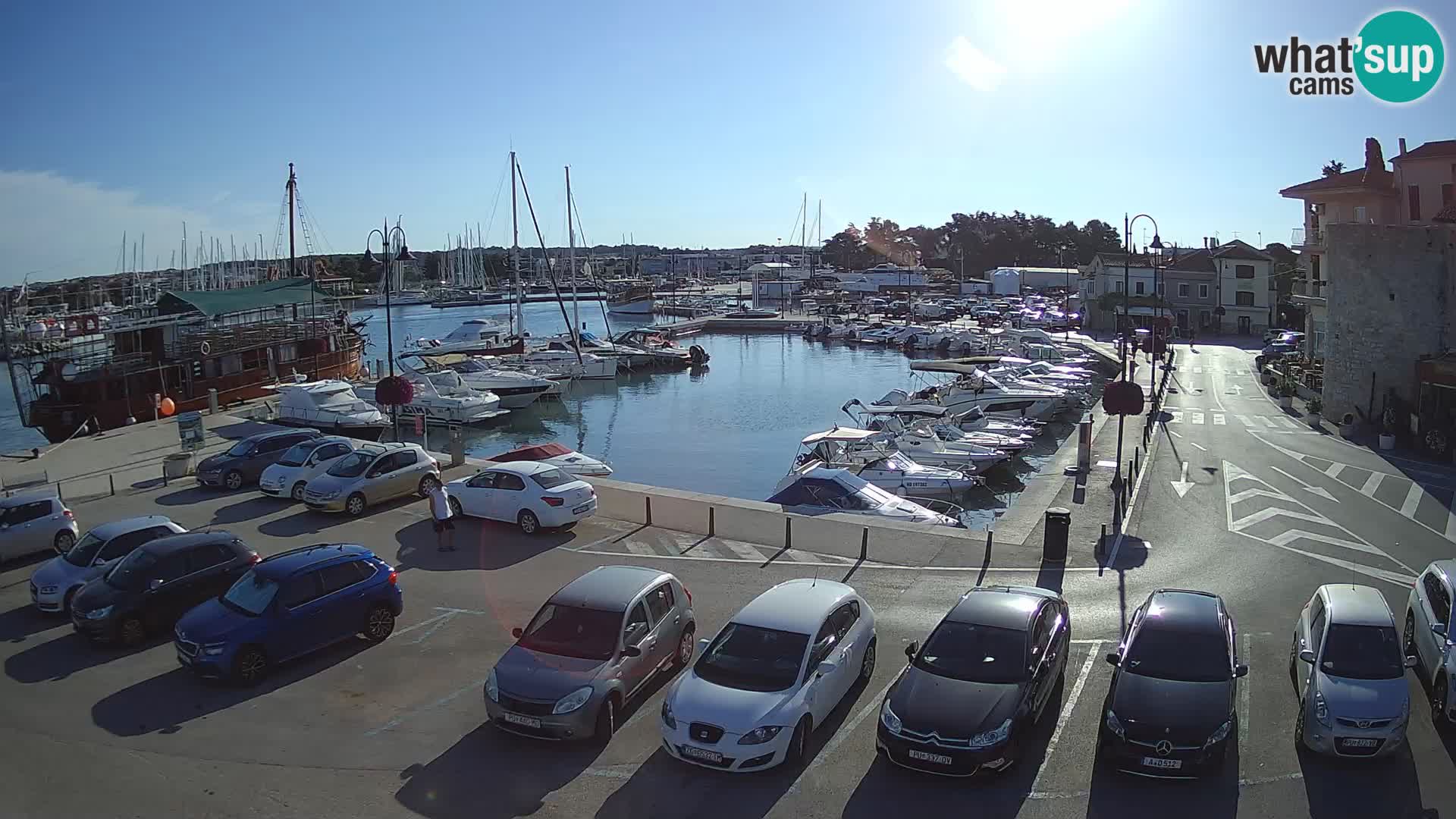 Novigrad | Porporela marina