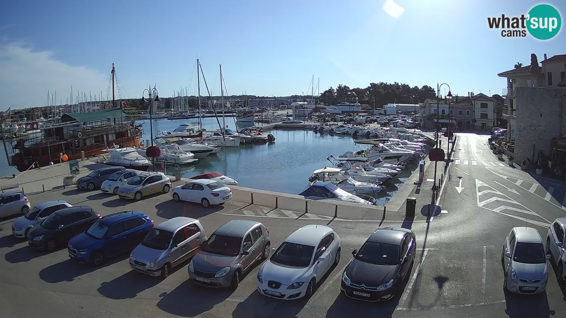 Novigrad | Porporela marina