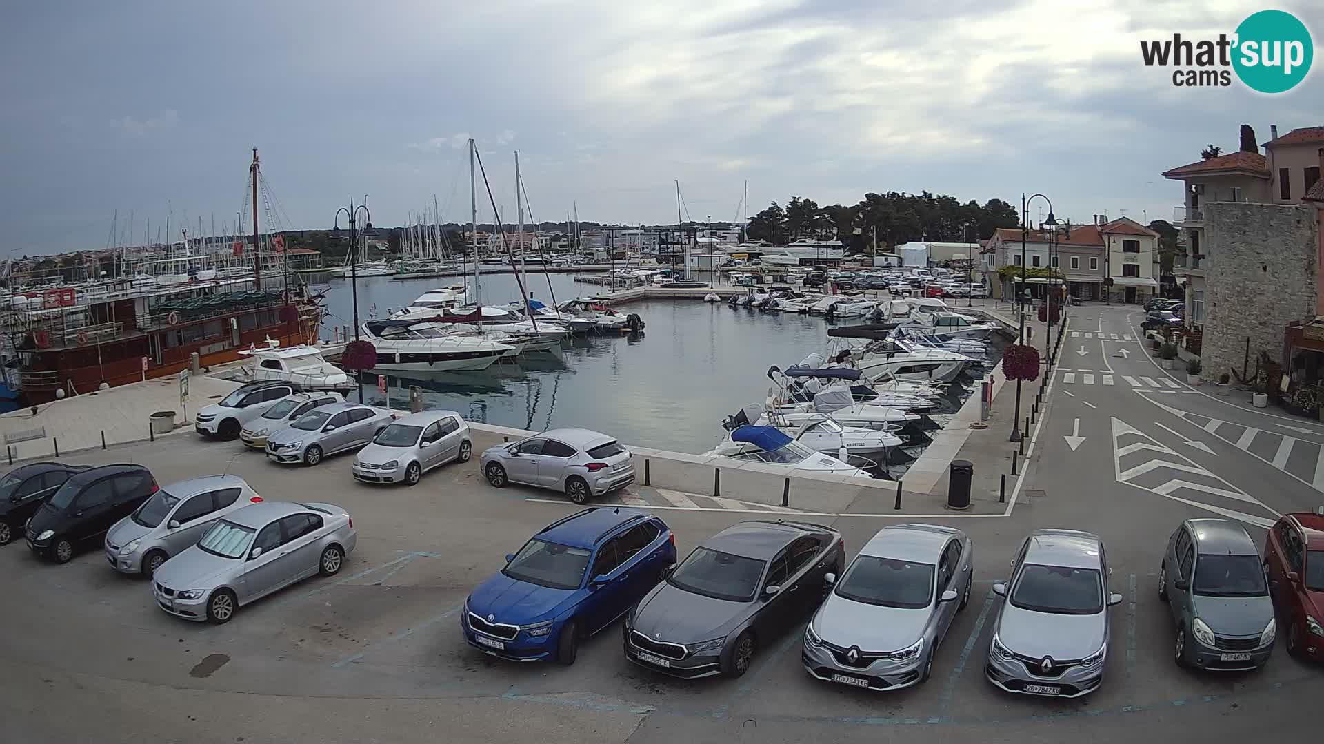 Novigrad | Porporela marina