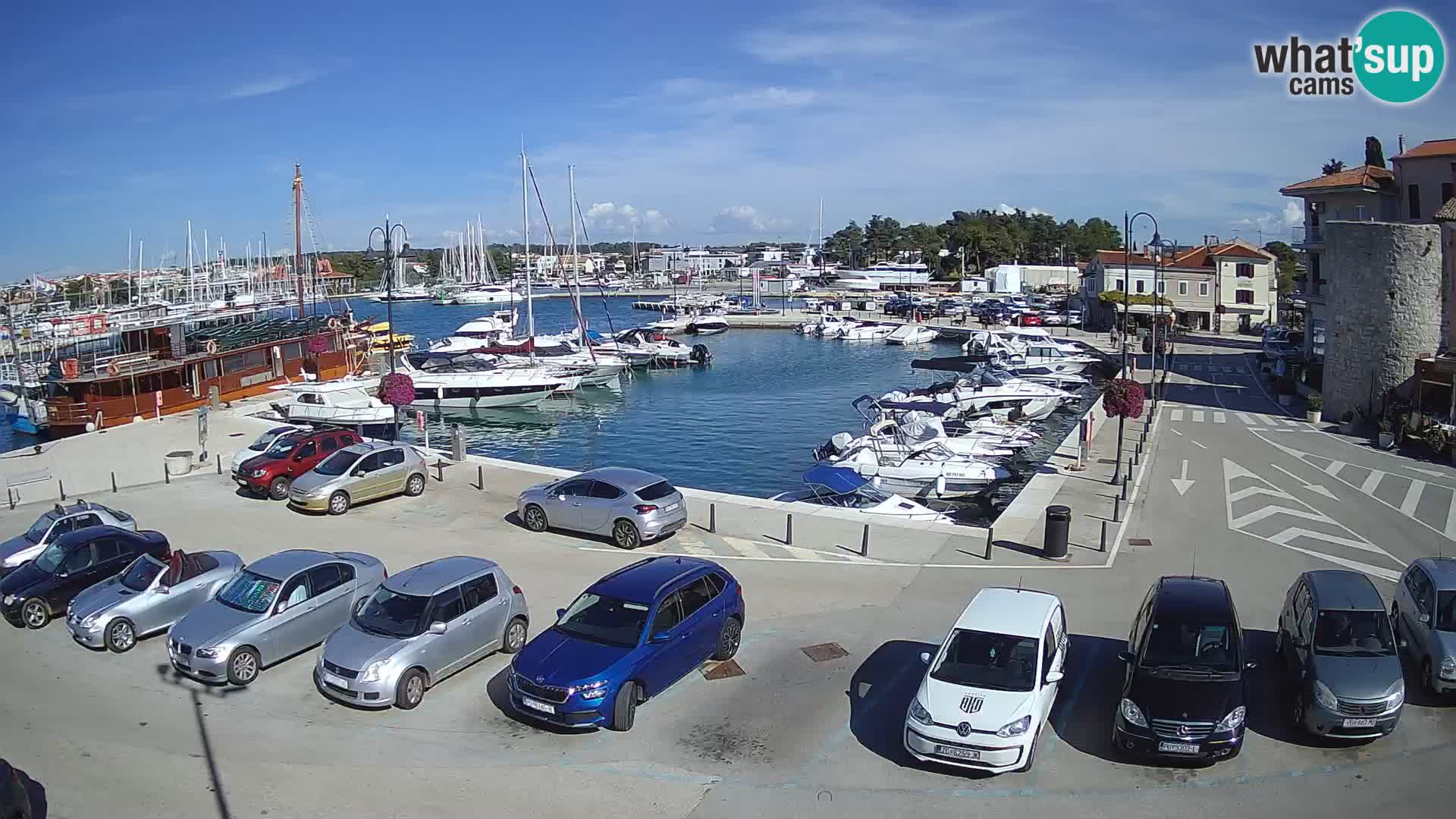 Novigrad | Porporela marina