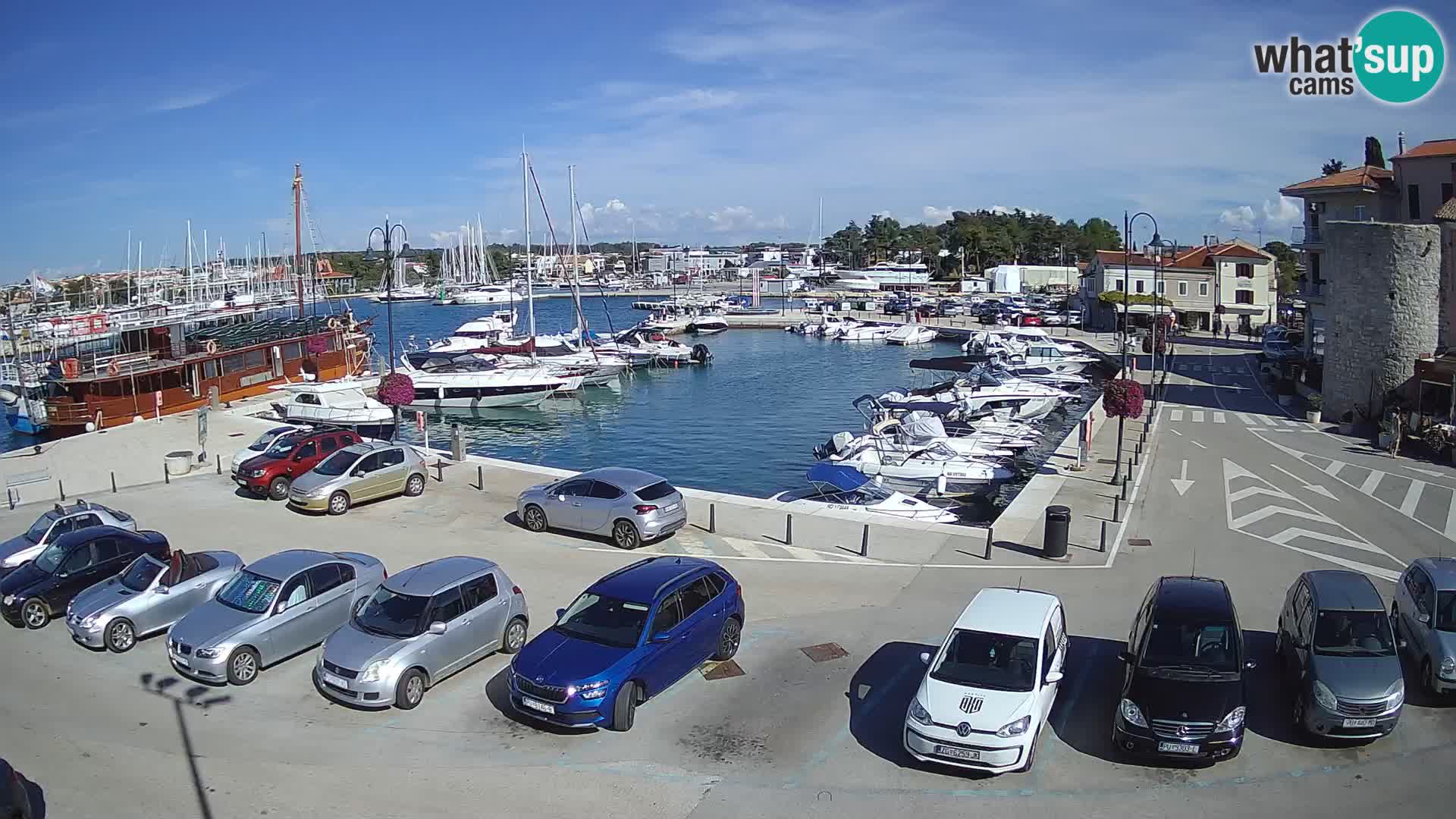 Novigrad | Porporela marina