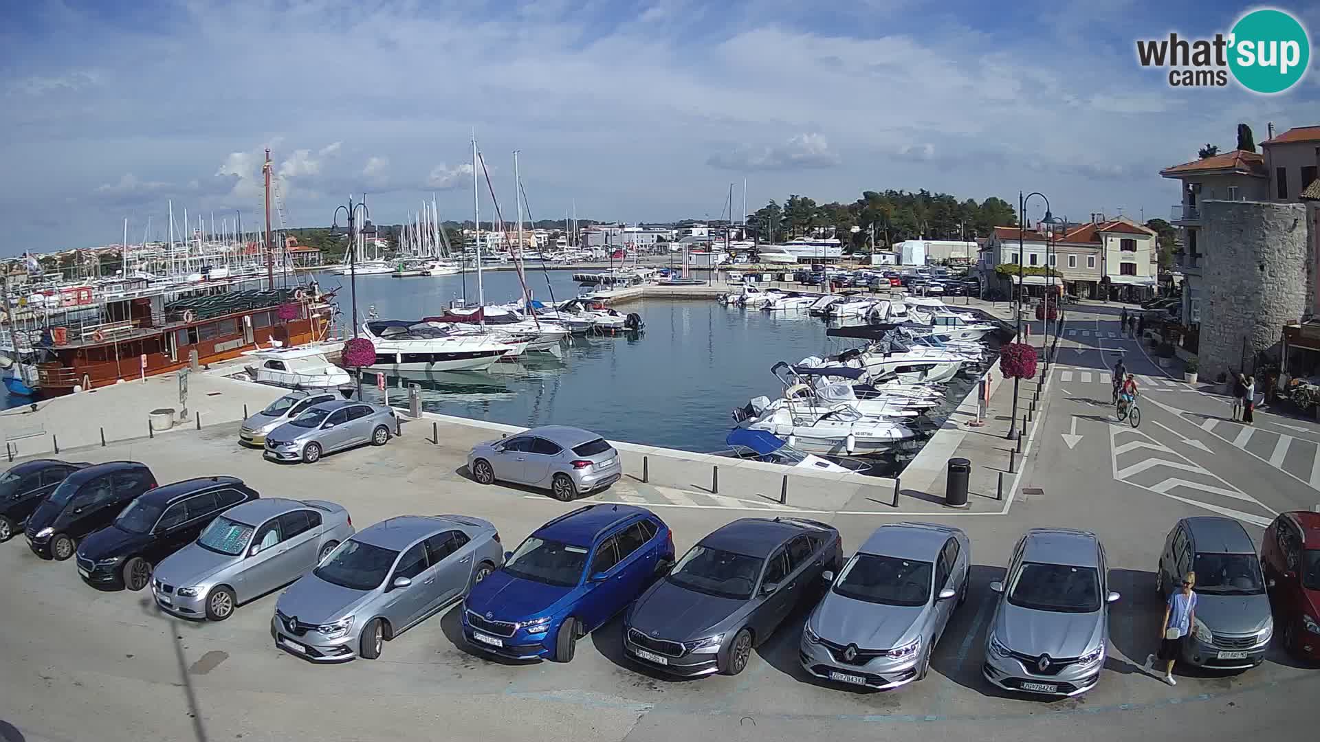 Novigrad | Porporela marina