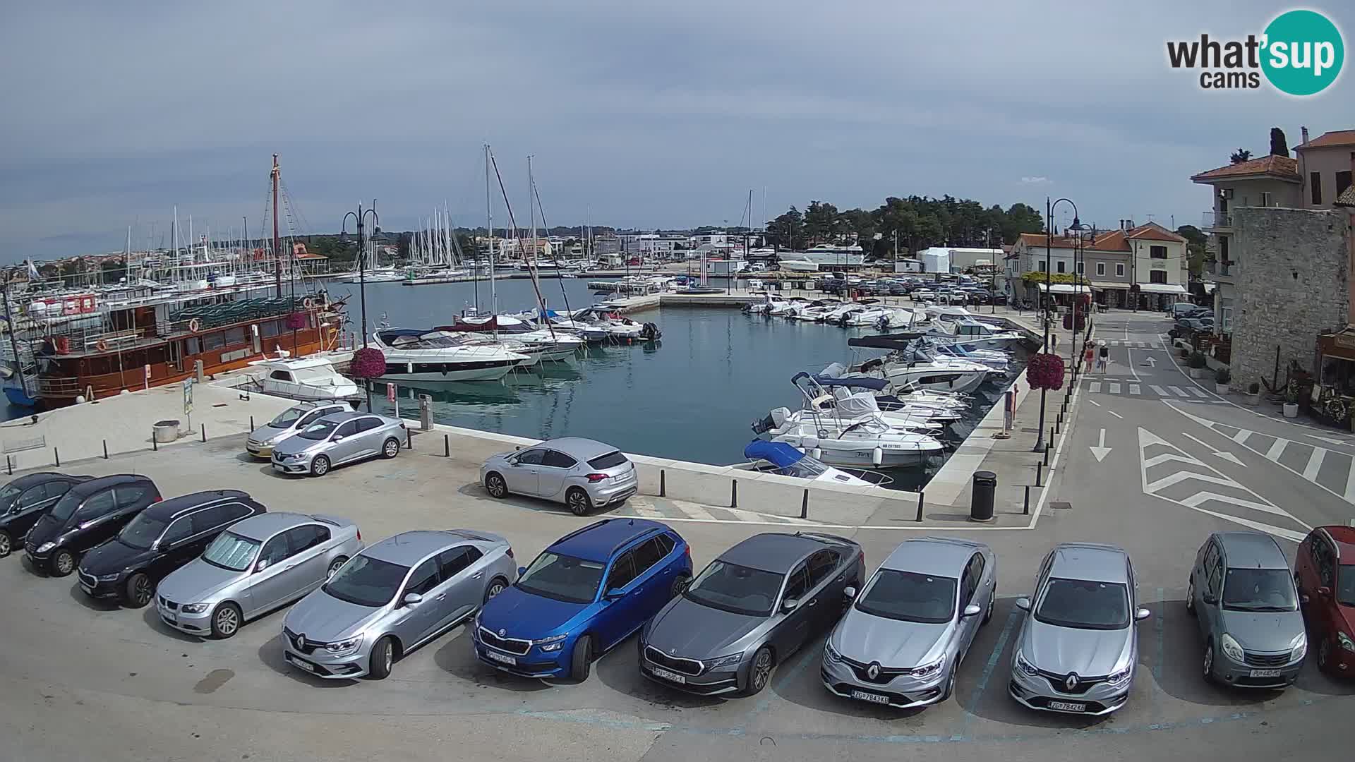 Novigrad | Porporela marina