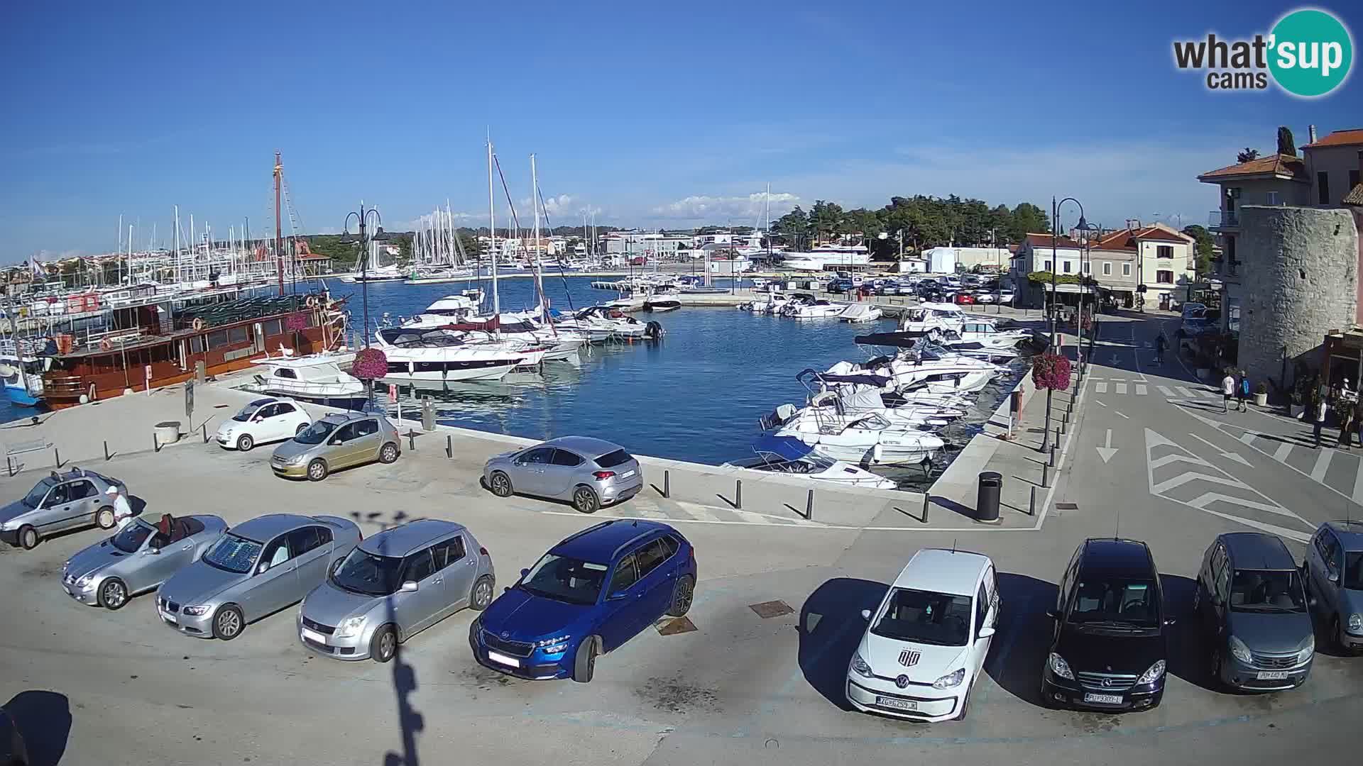Novigrad | Porporela marina