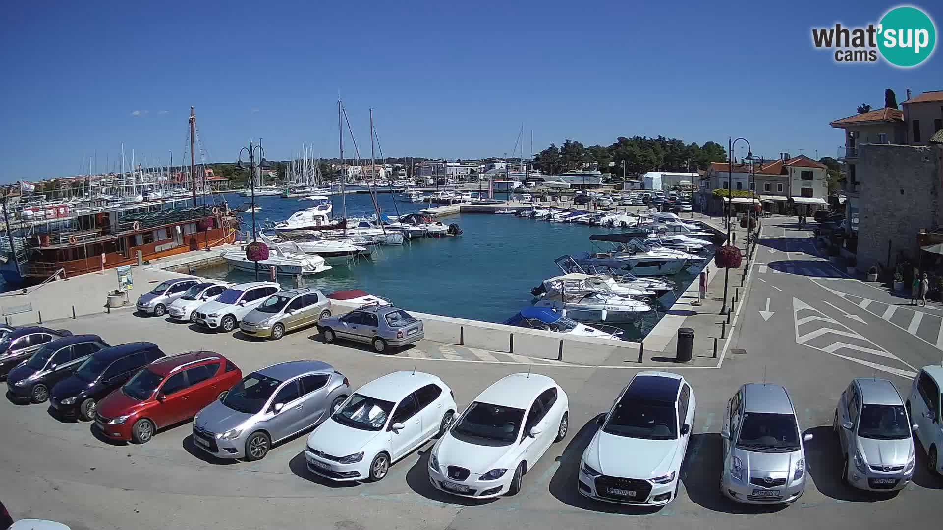 Novigrad | Porporela marina