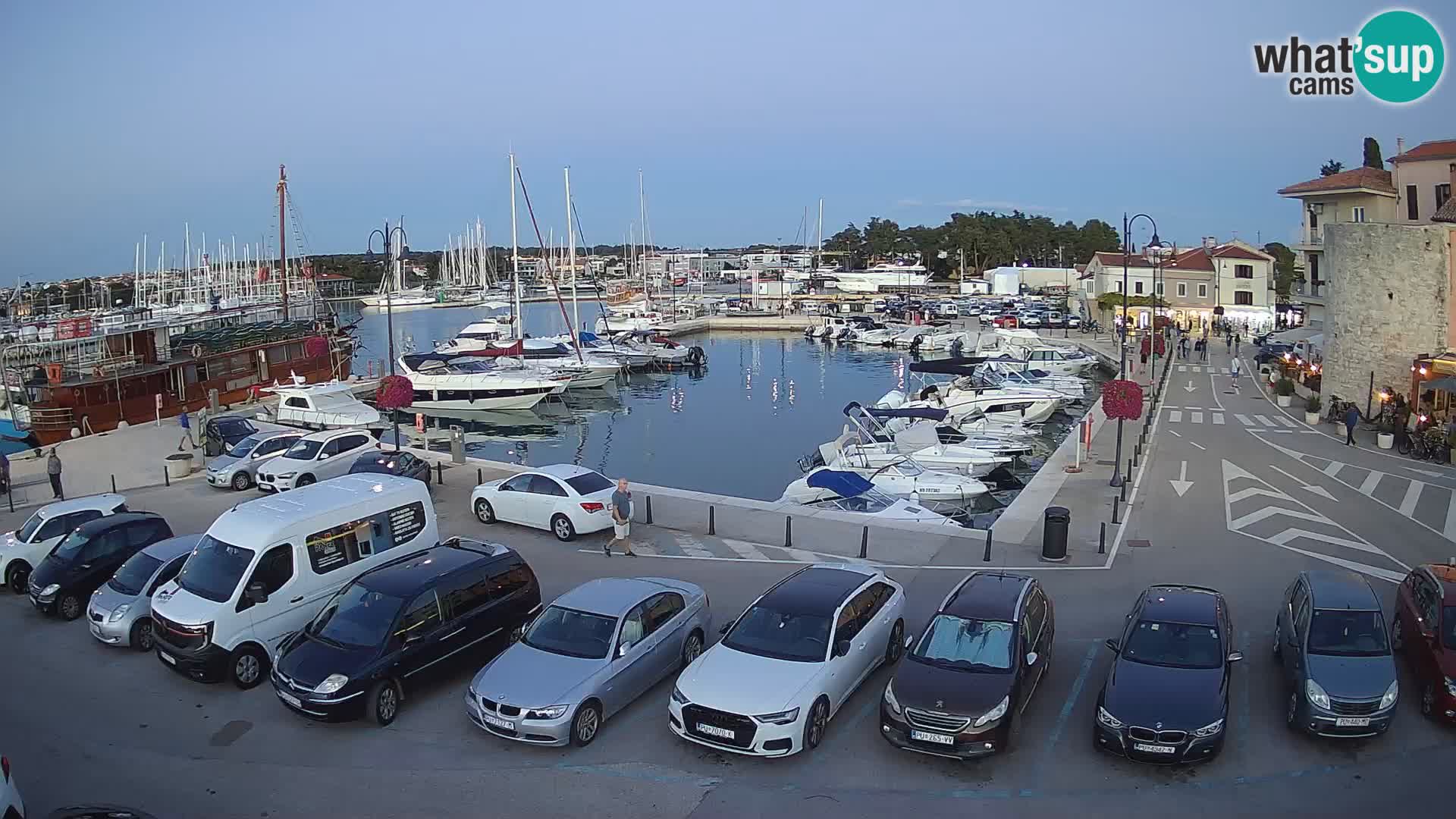 Novigrad | Porporela marina