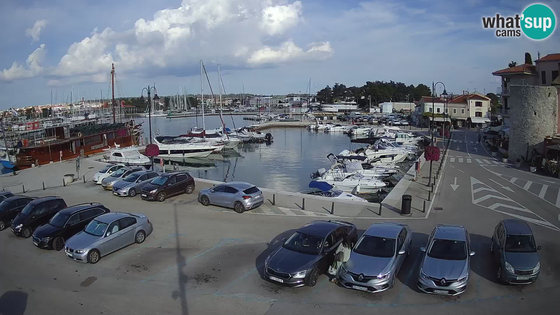 Novigrad | Porporela marina