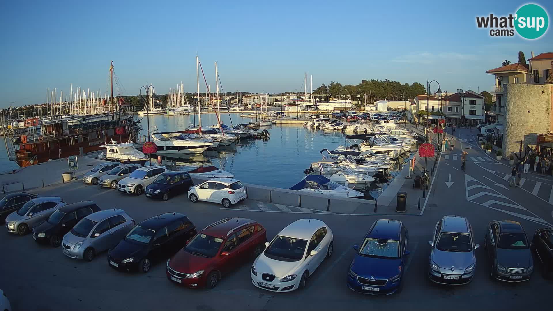 Novigrad | Porporela marina