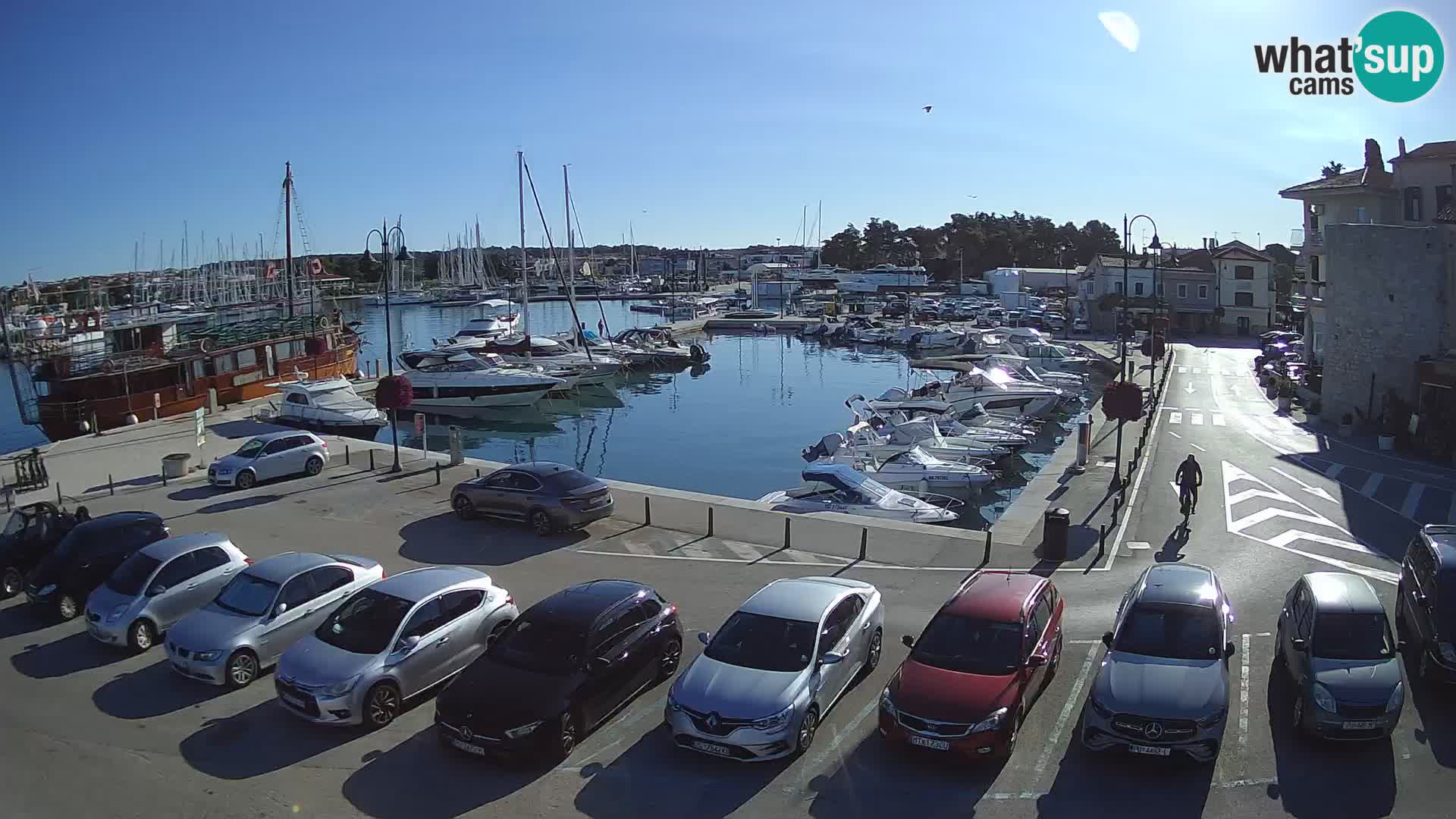 Novigrad | Porporela marina