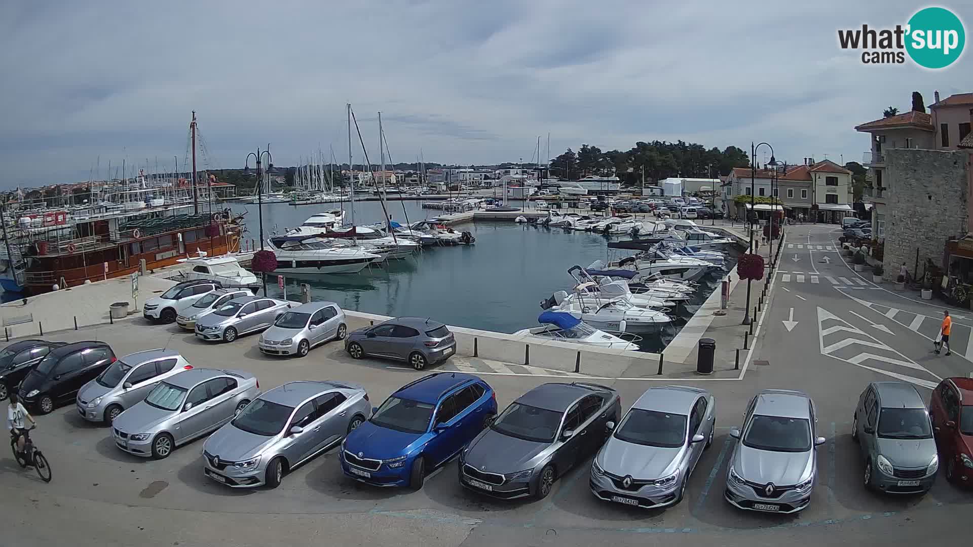 Novigrad | Porporela marina