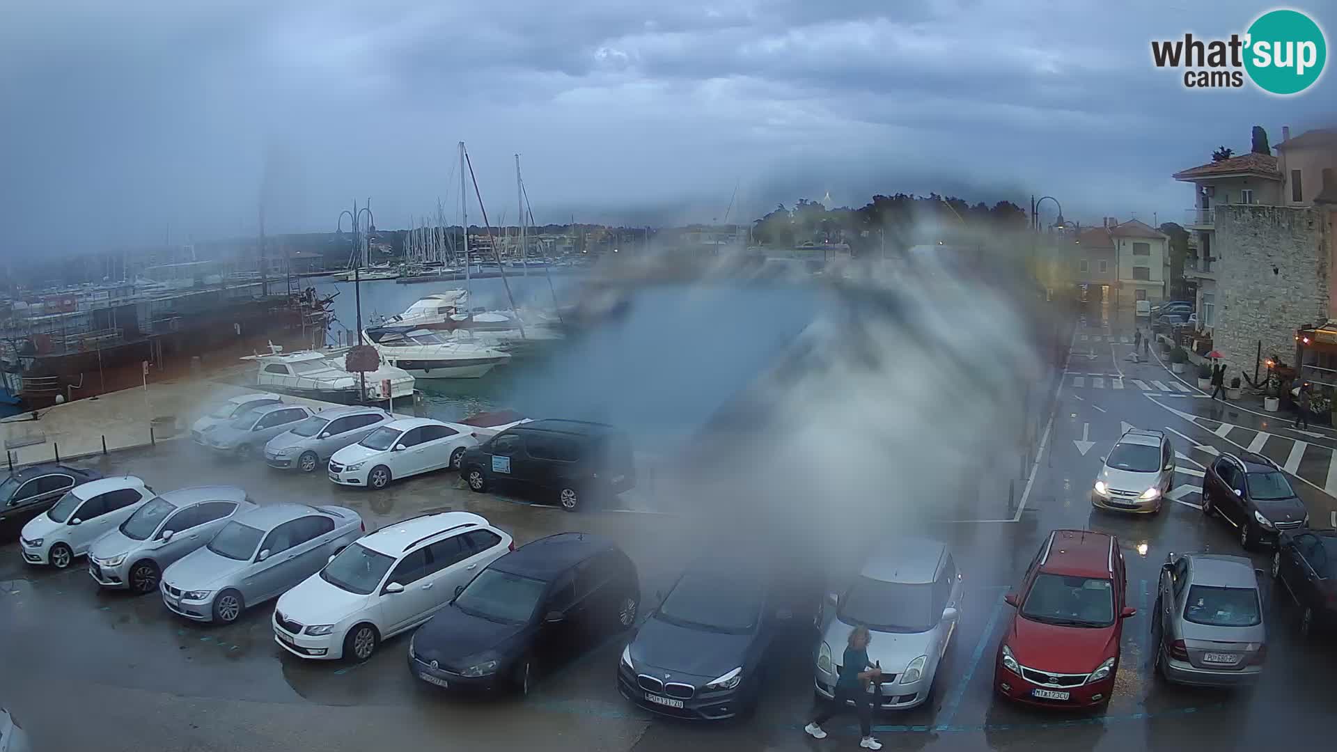 Novigrad | Porporela marina