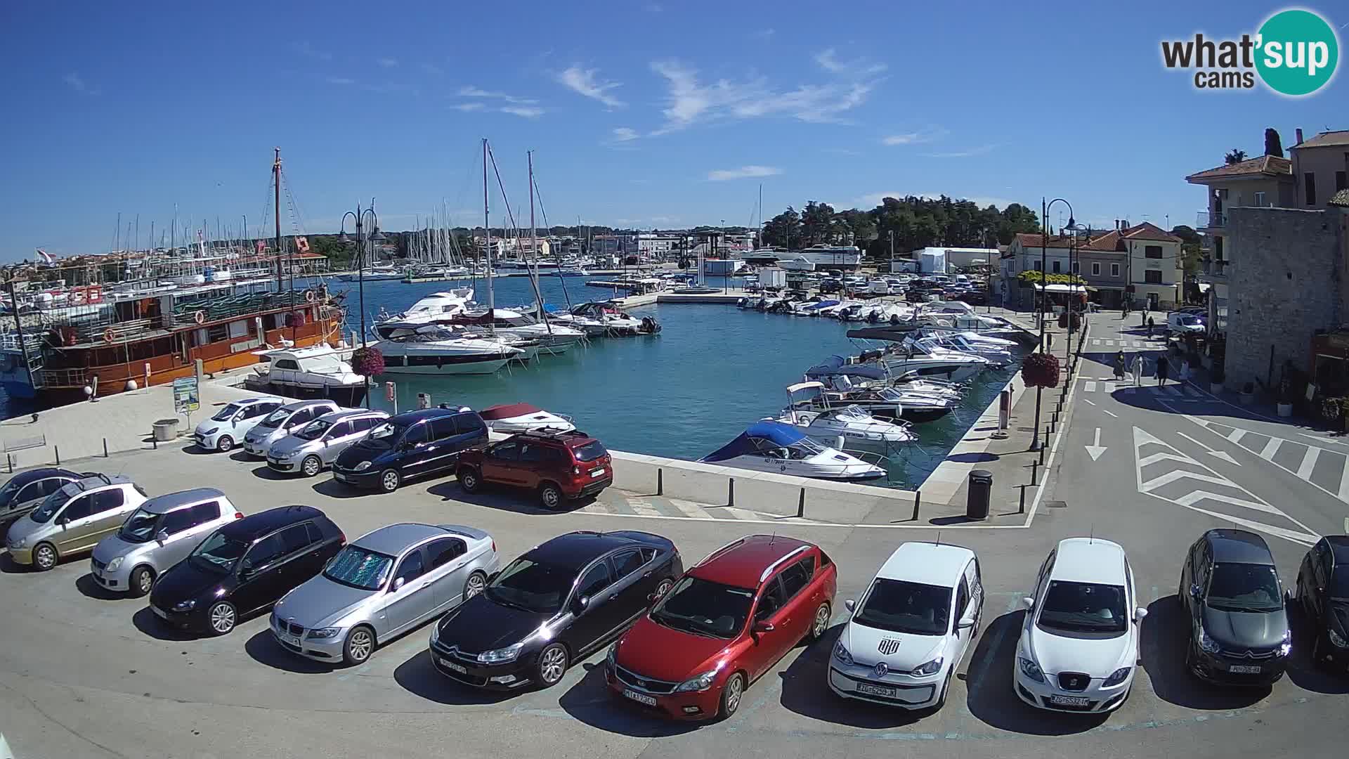 Novigrad | Porporela marina
