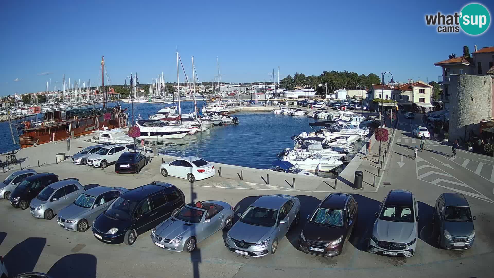 Novigrad | Porporela marina