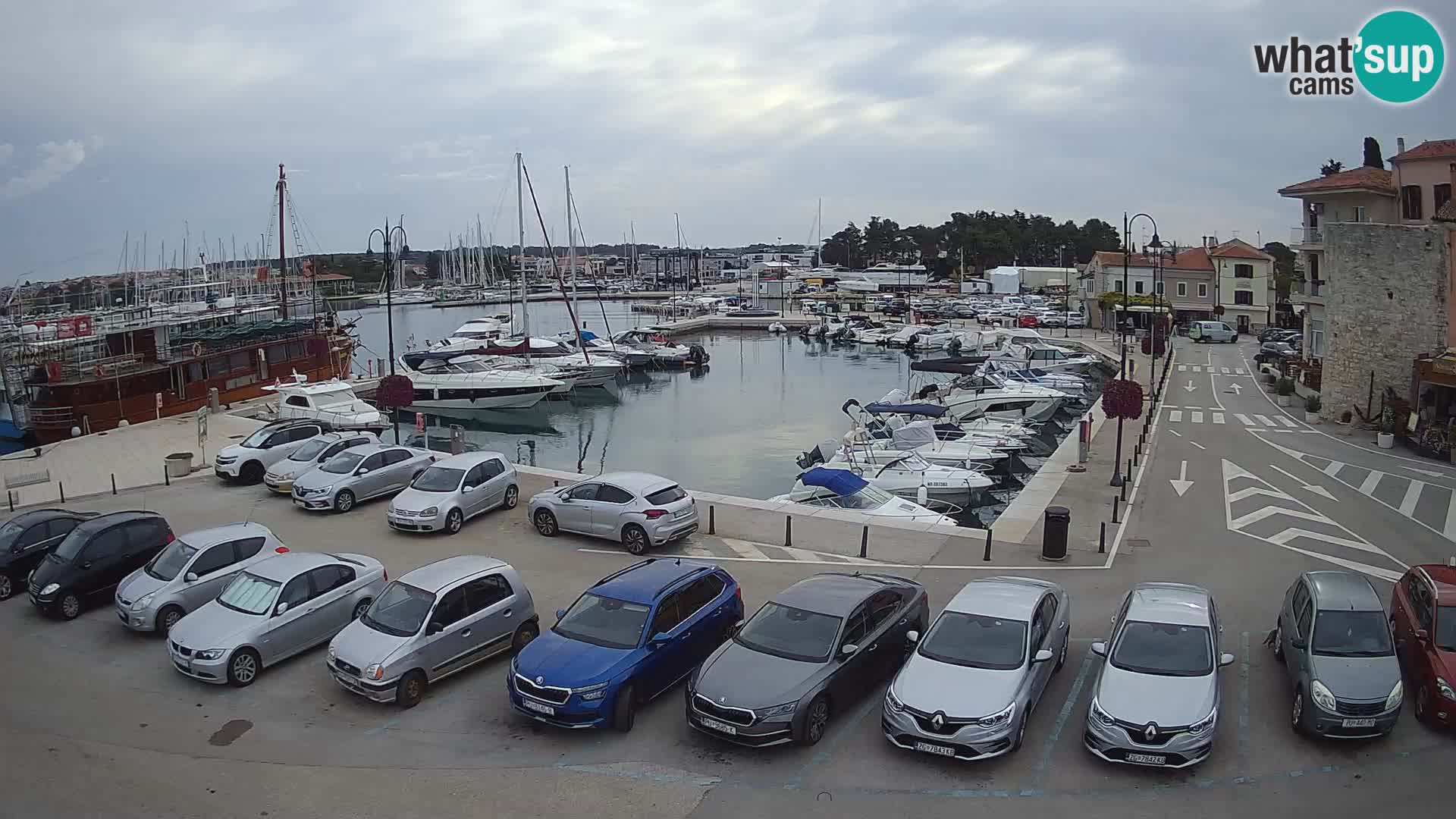 Novigrad | Porporela marina