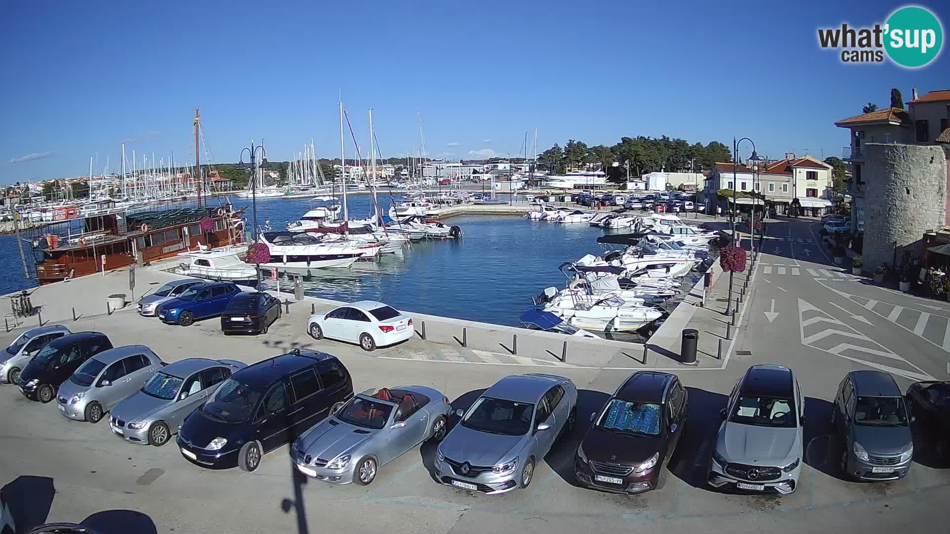 Novigrad | Porporela marina