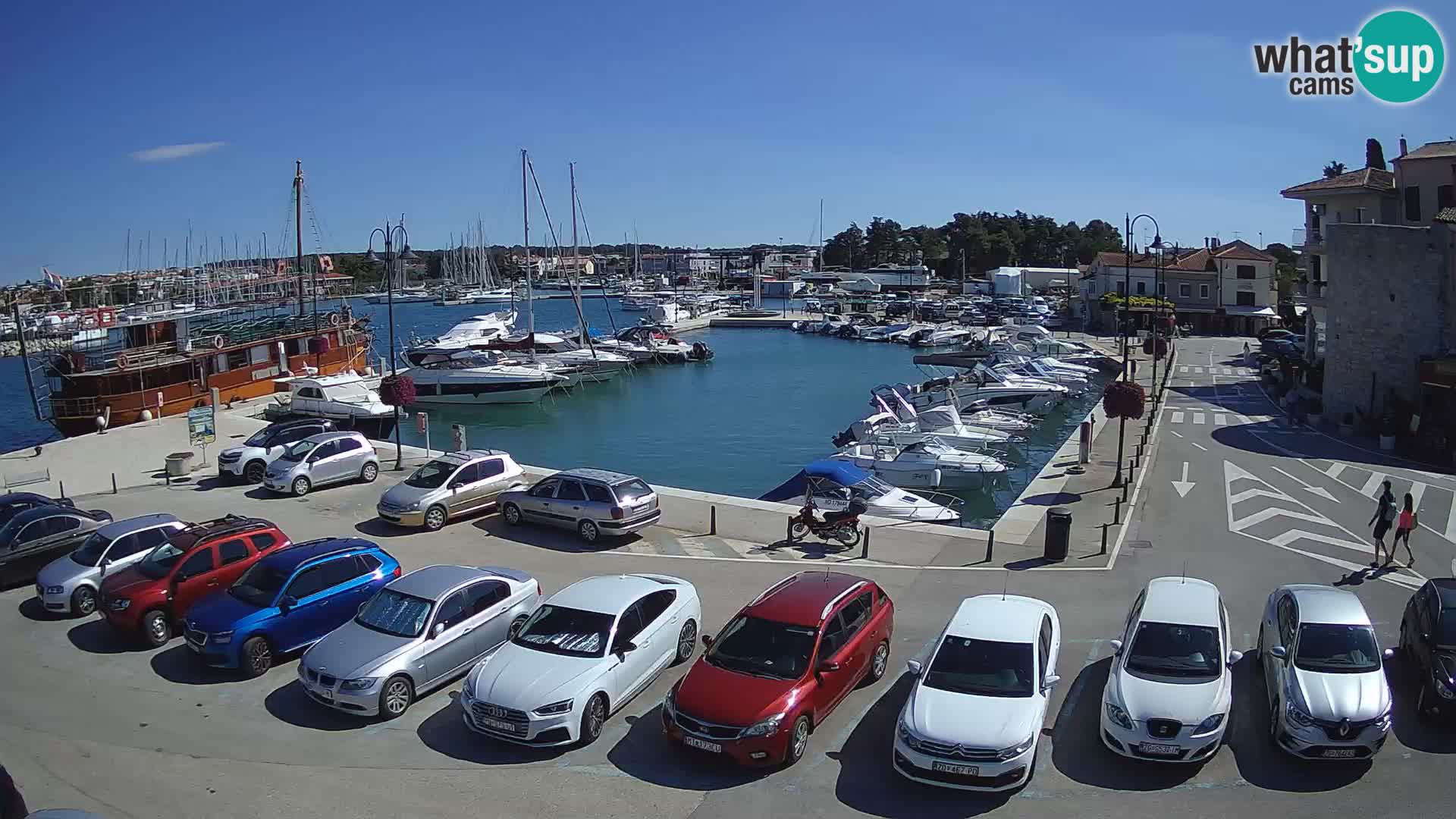 Novigrad | Porporela marina