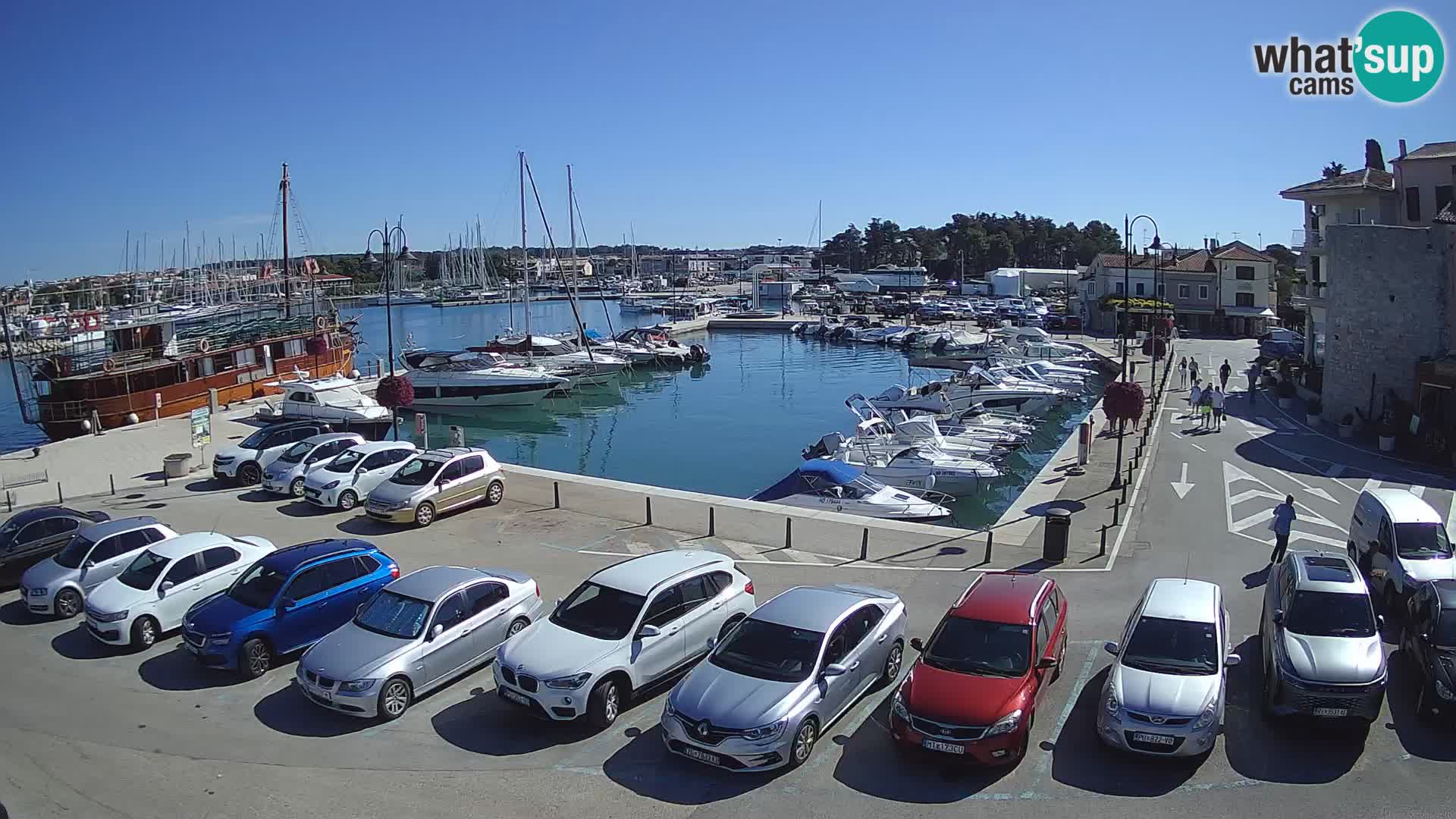 Novigrad | Porporela marina