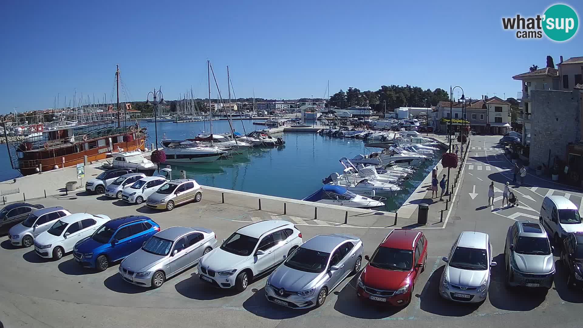 Novigrad | Porporela marina
