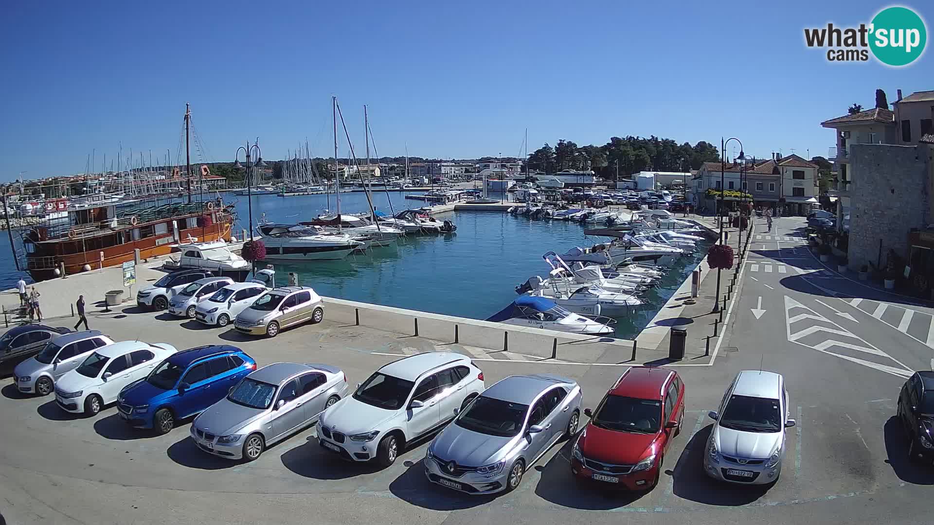Novigrad | Porporela marina