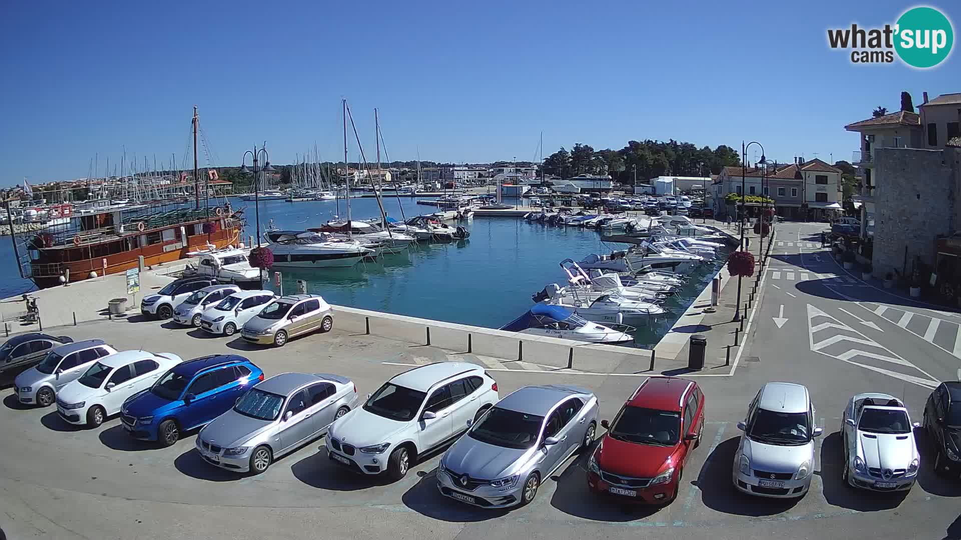 Novigrad | Porporela marina