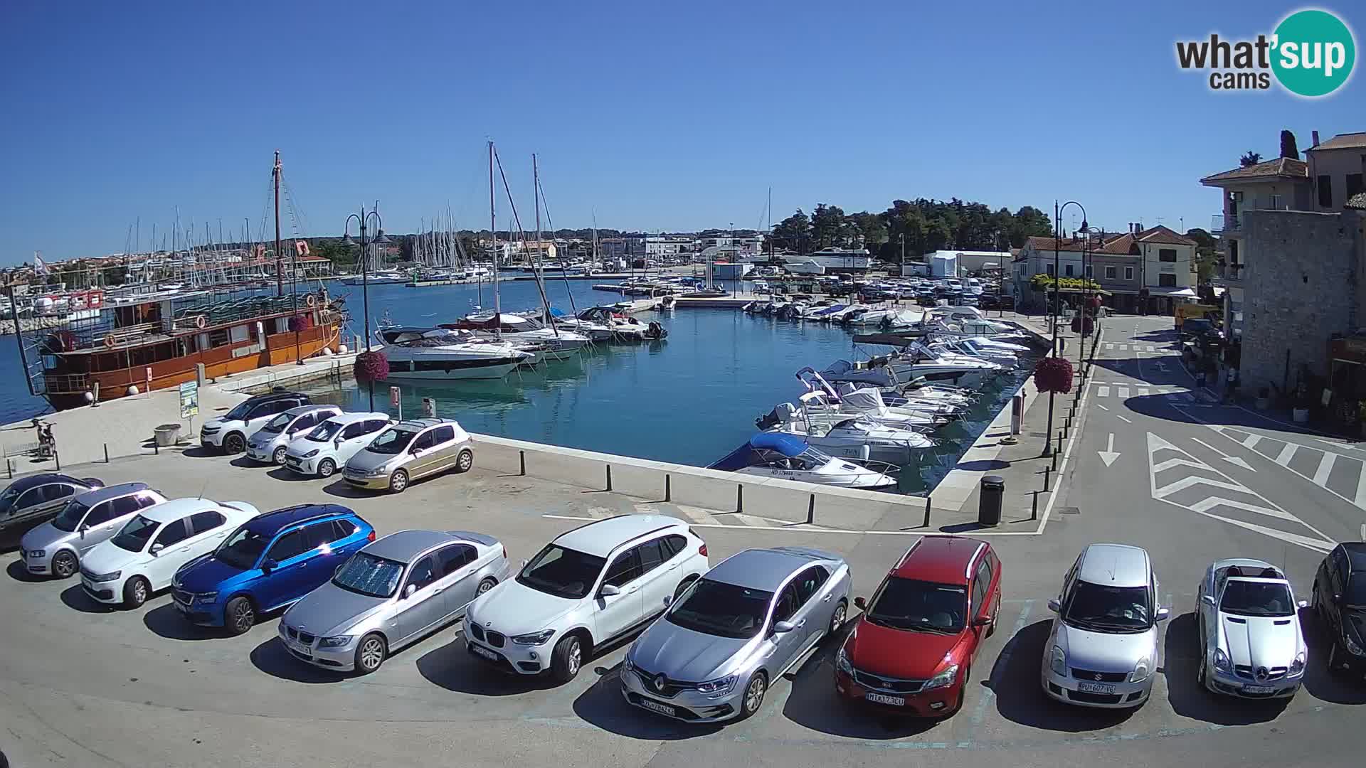 Novigrad | Porporela marina