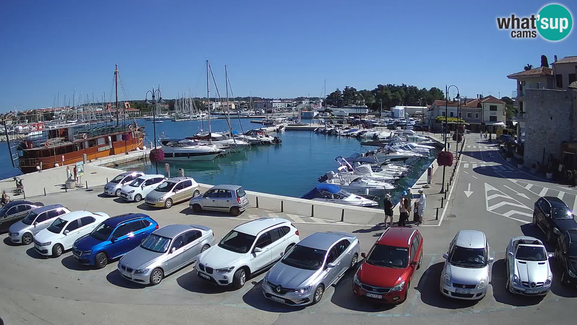Novigrad | Porporela marina