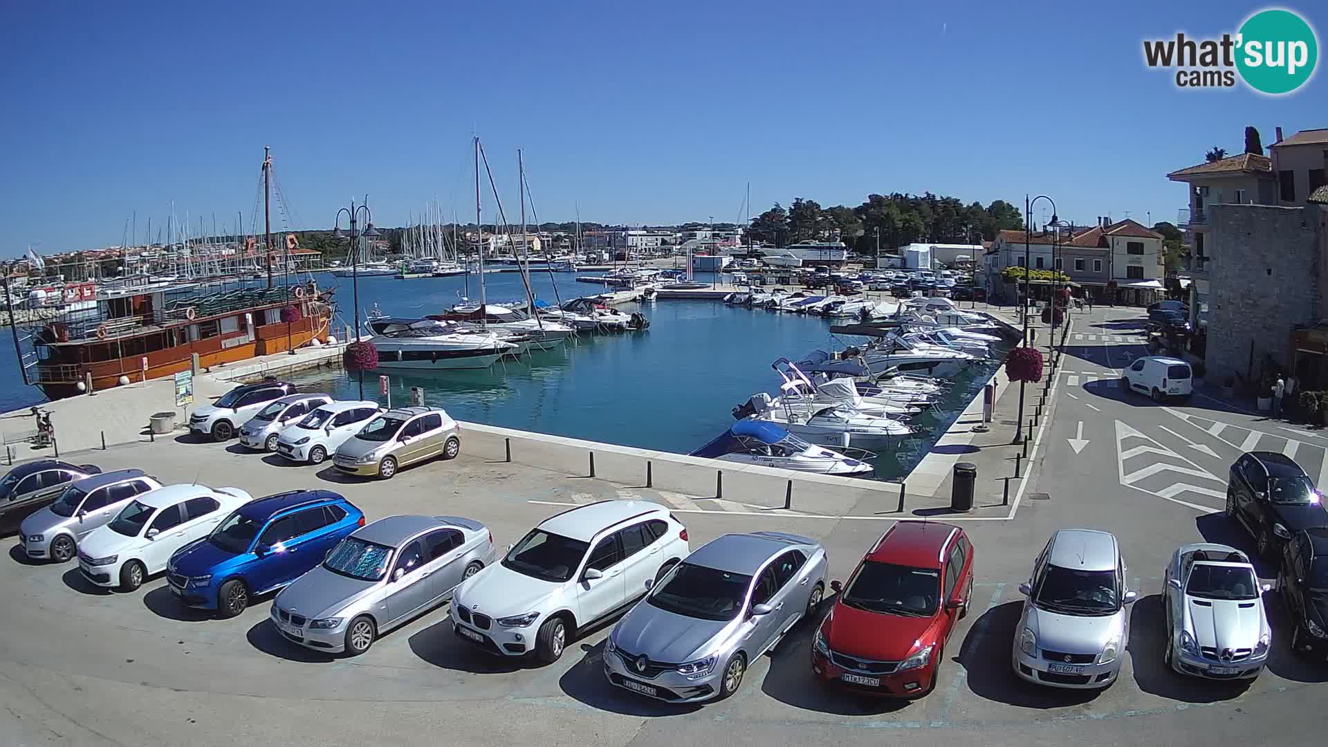 Novigrad | Porporela marina
