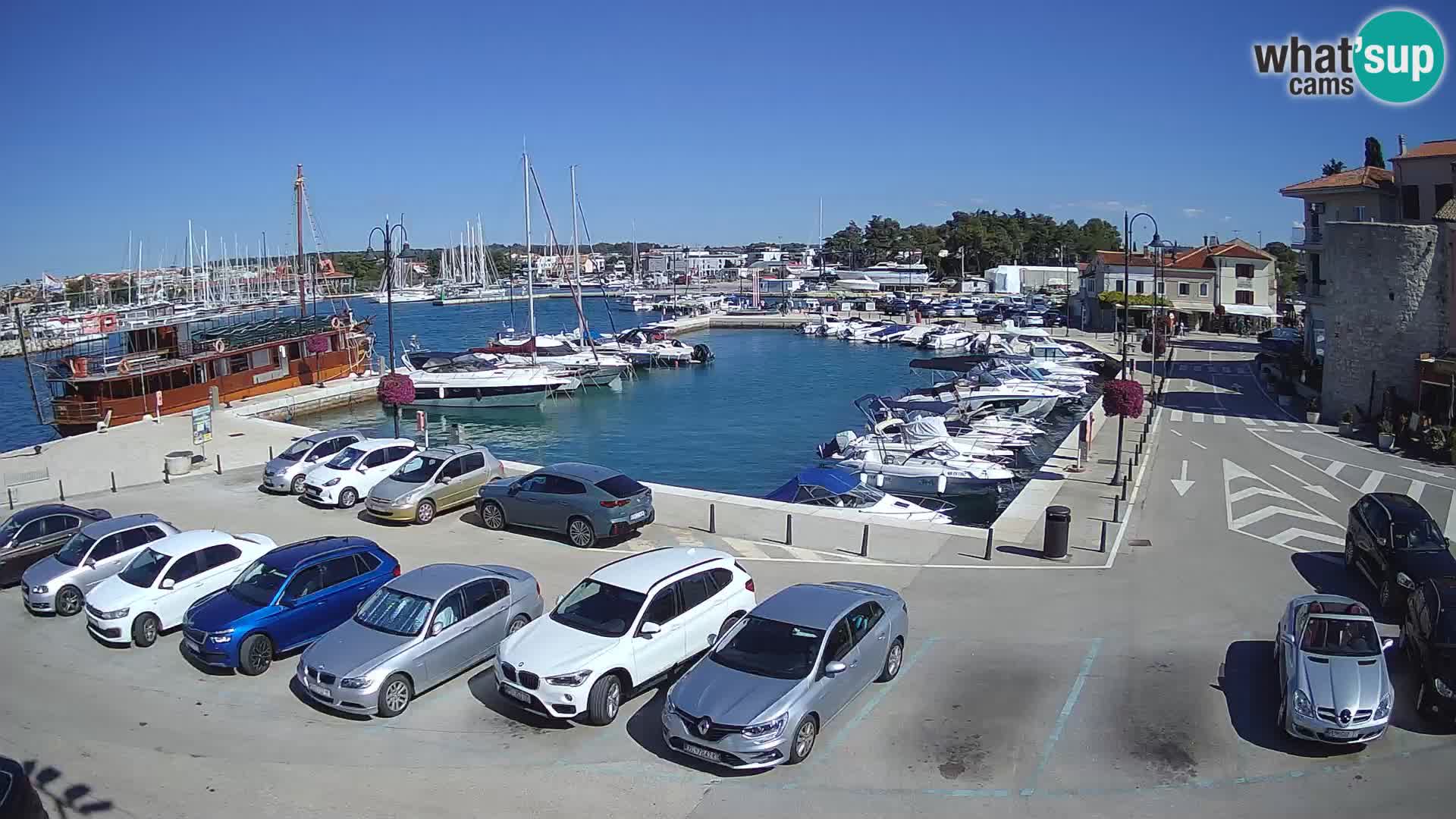 Novigrad | Porporela marina
