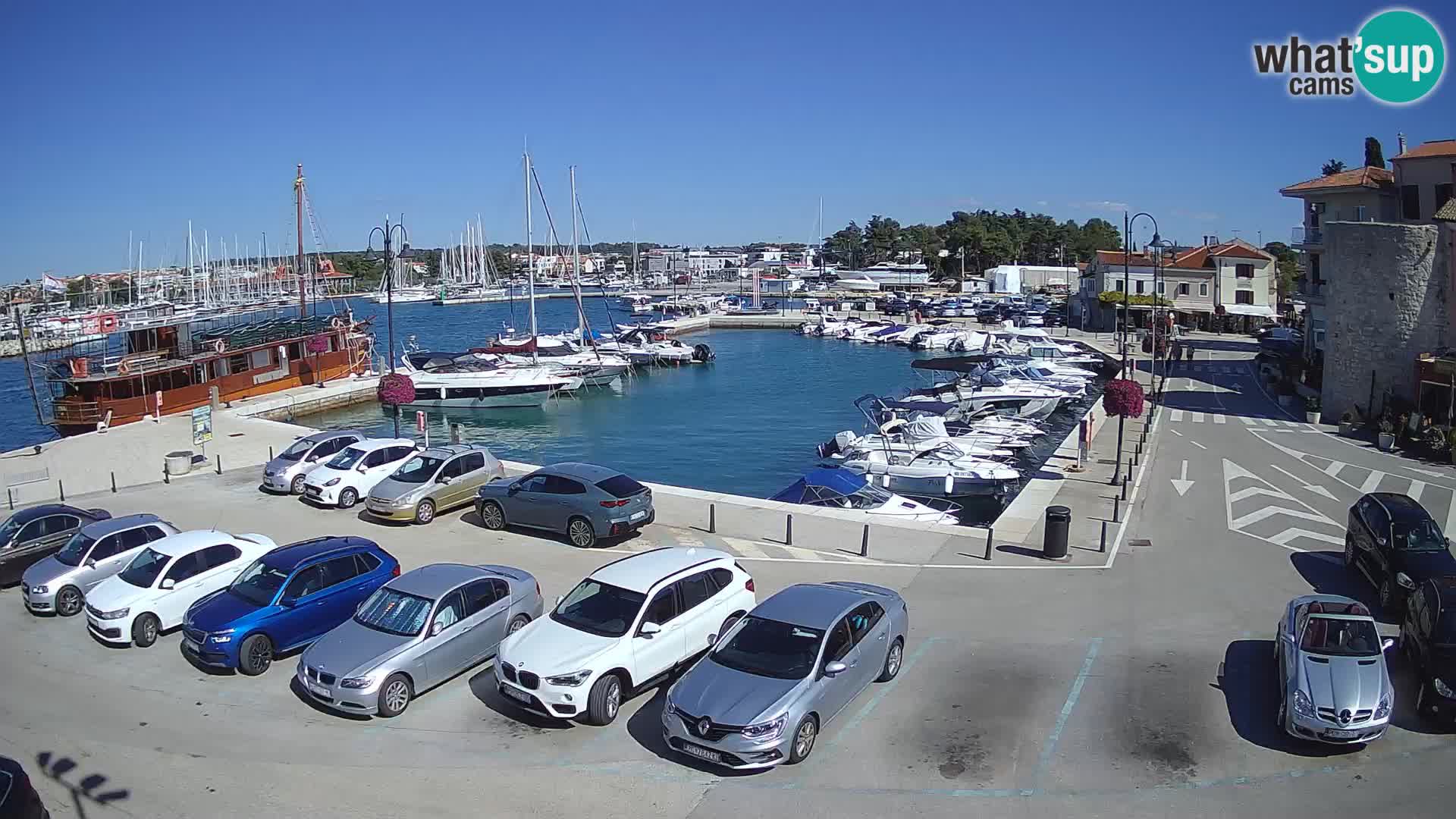 Novigrad | Porporela marina