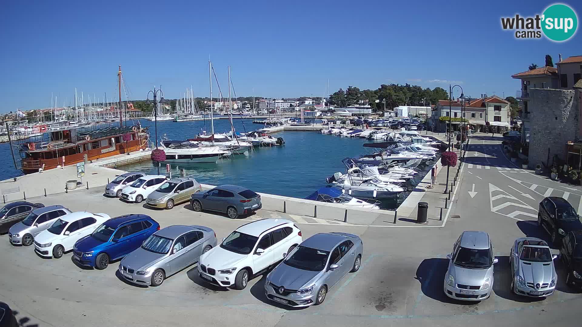 Novigrad | Porporela marina