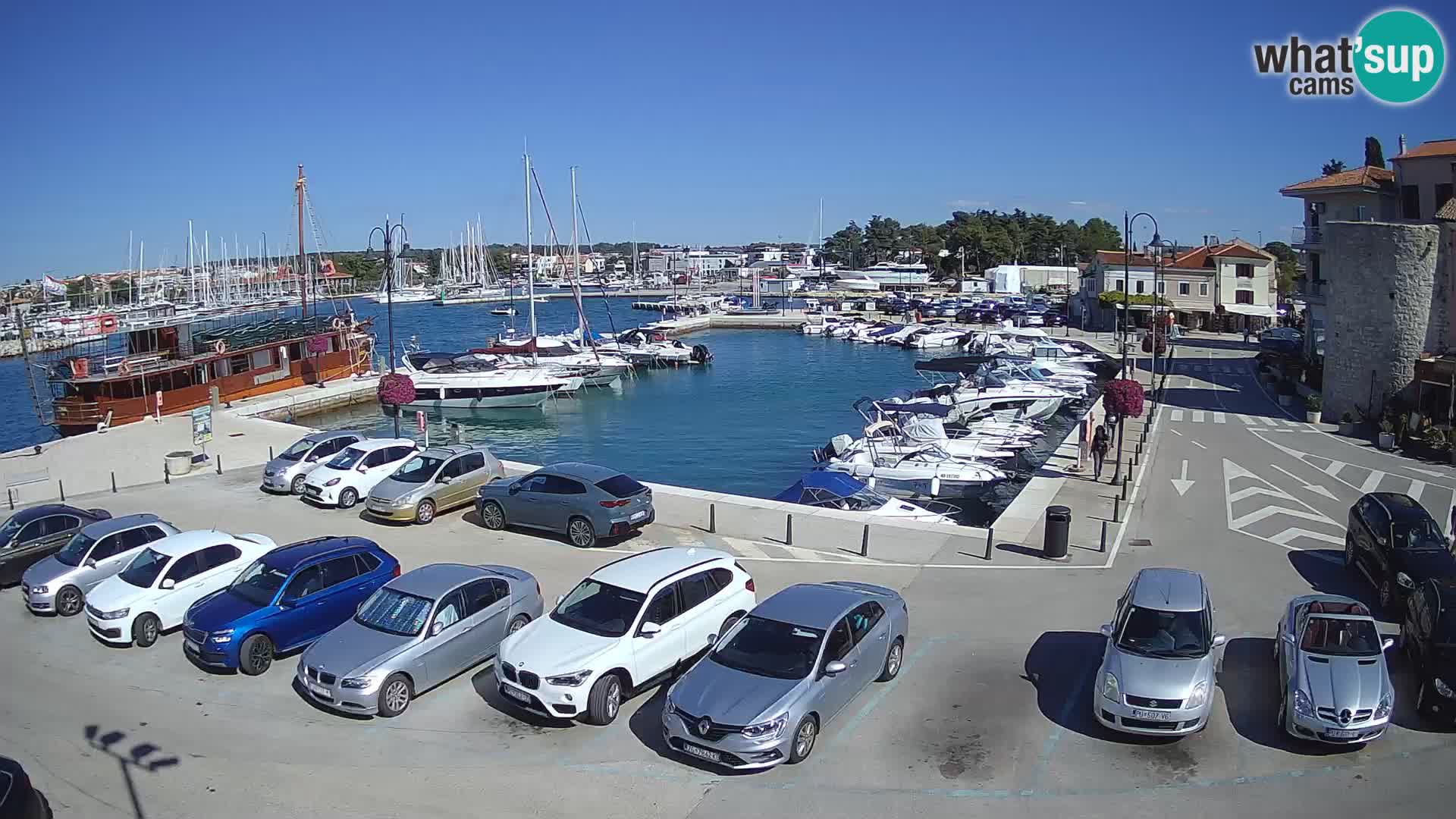 Novigrad | Porporela marina