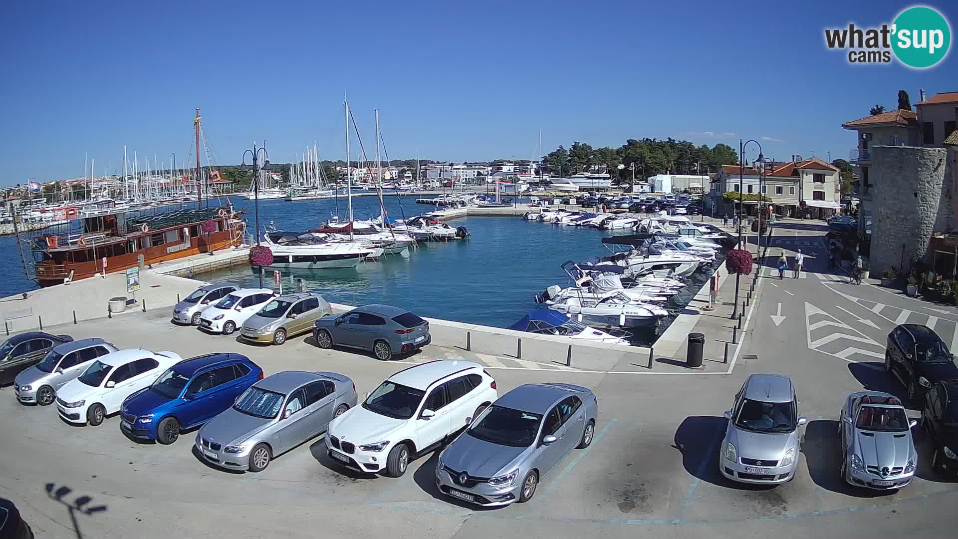 Novigrad | Porporela marina