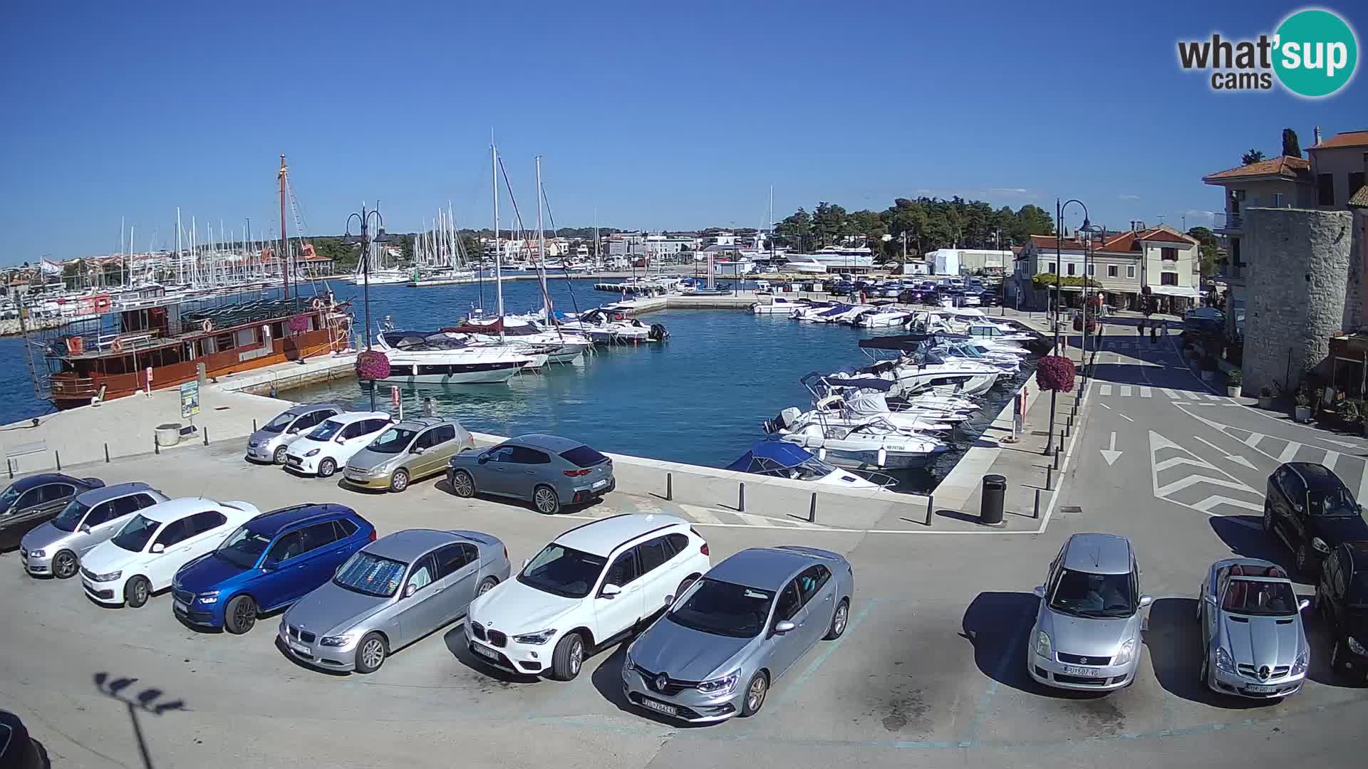 Novigrad | Porporela marina