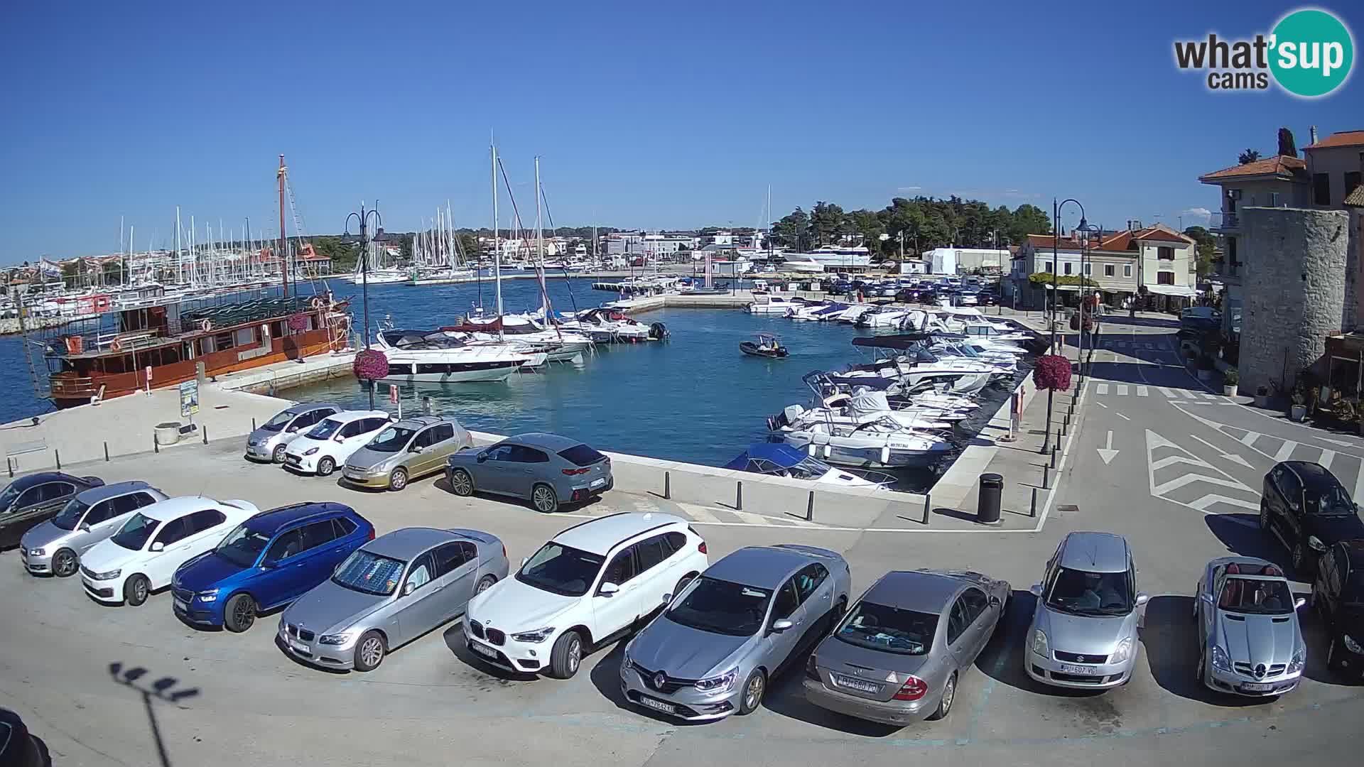 Novigrad | Porporela marina