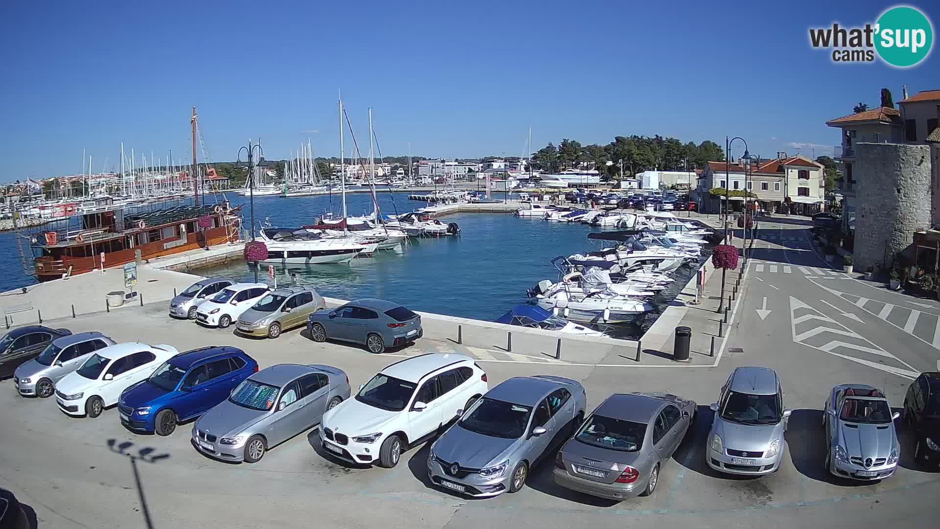 Novigrad | Porporela marina