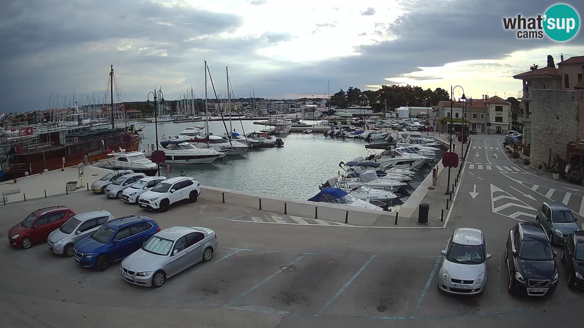 Novigrad | Porporela marina