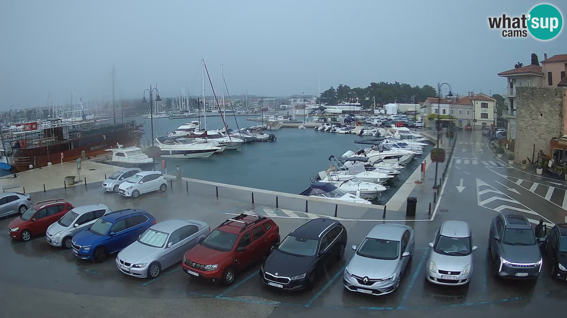 Novigrad | Porporela marina