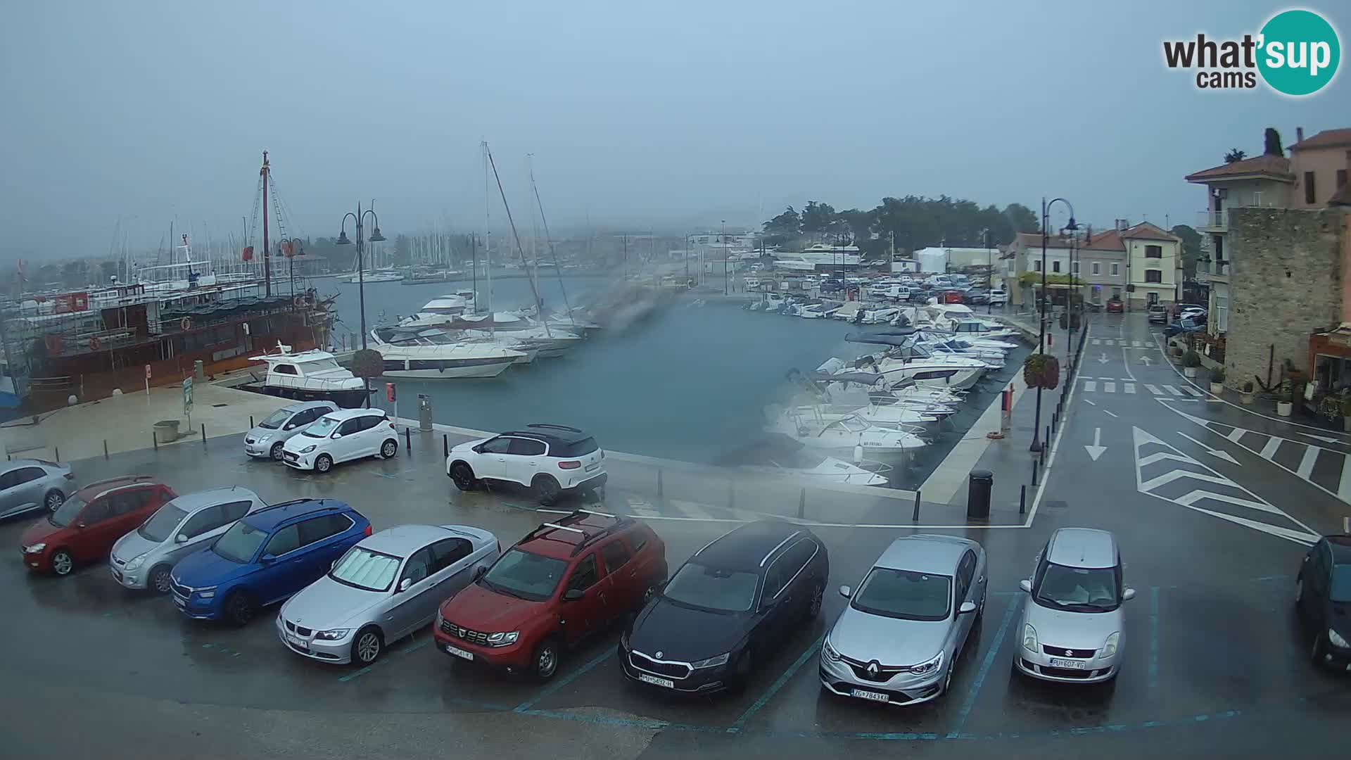 Novigrad | Porporela marina
