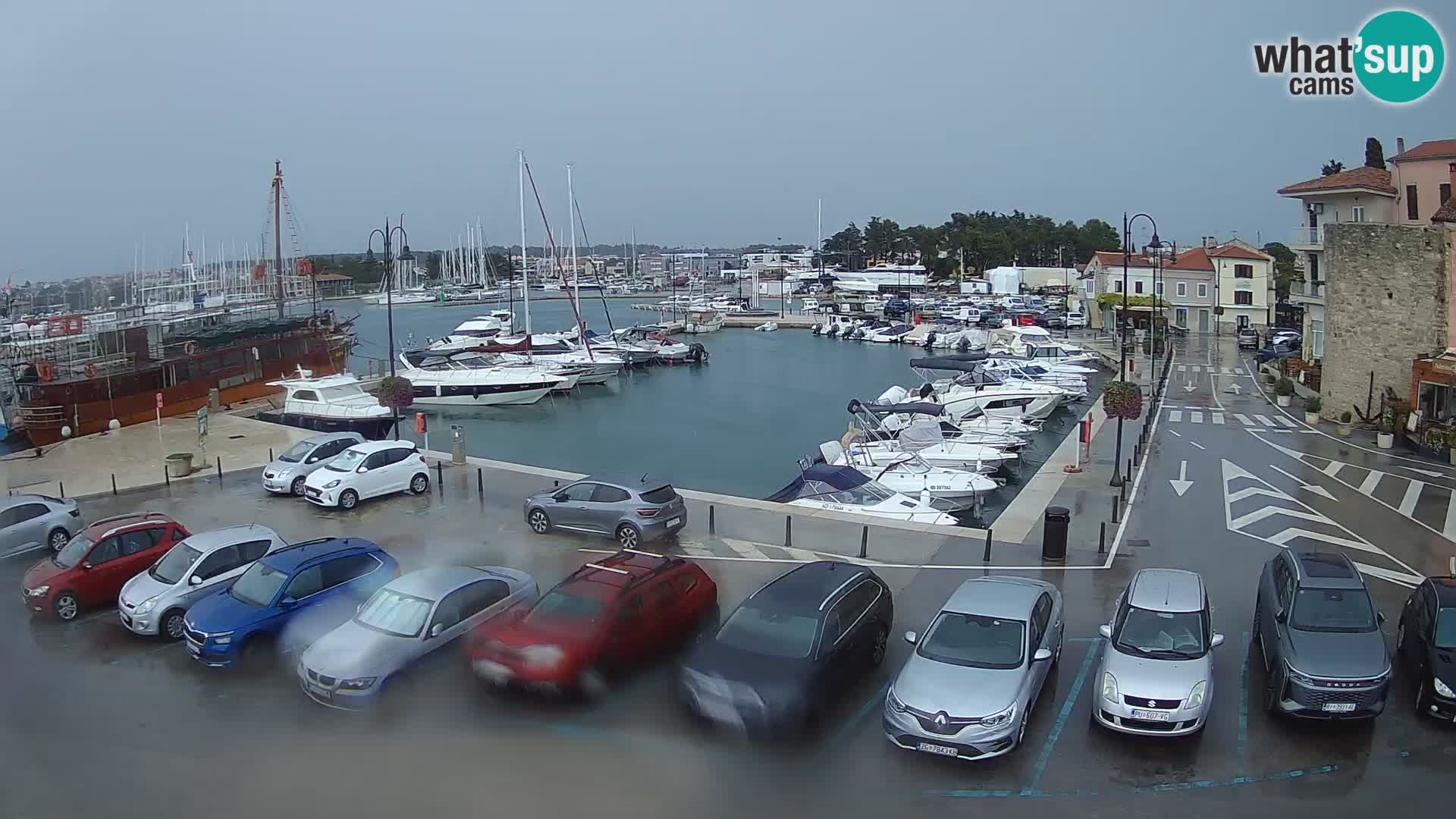 Novigrad | Porporela marina