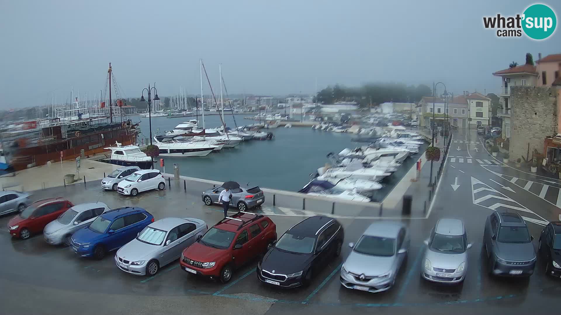 Novigrad | Porporela marina