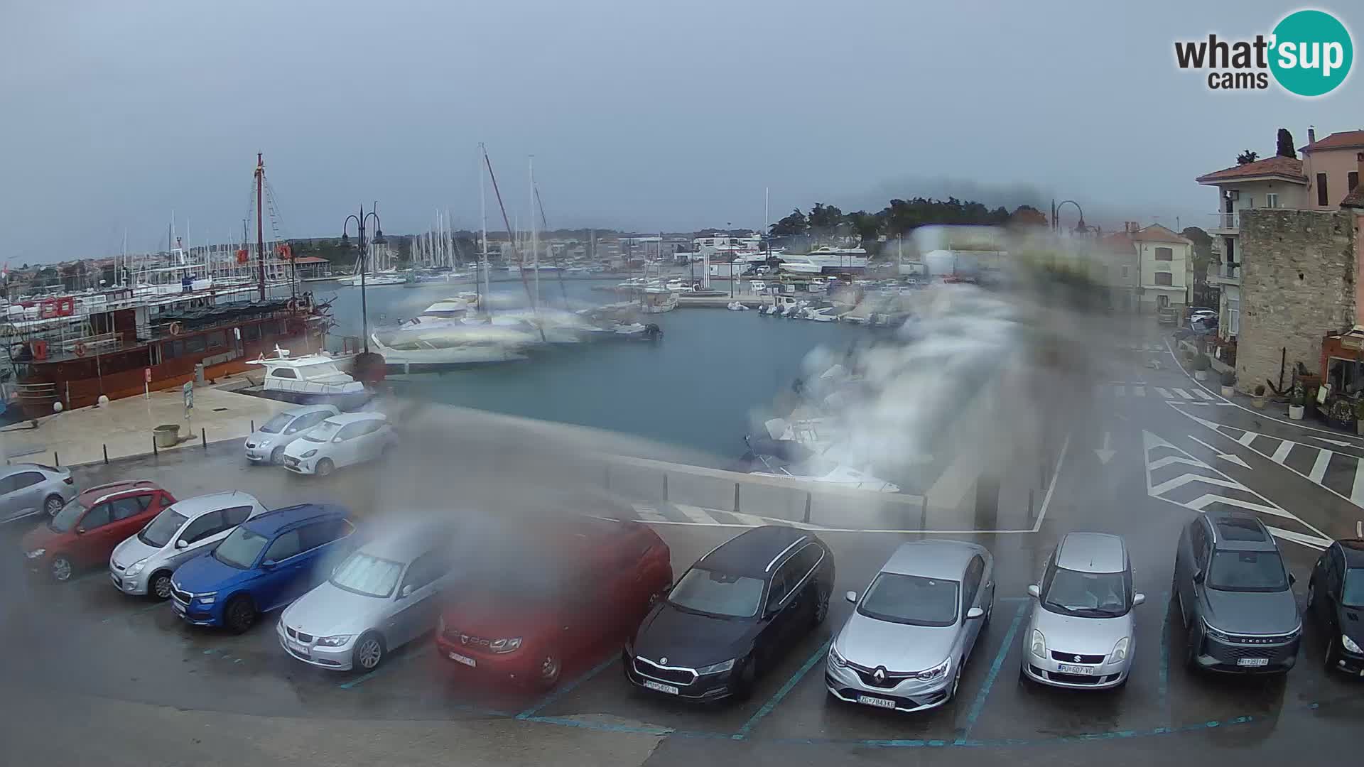 Novigrad | Porporela marina