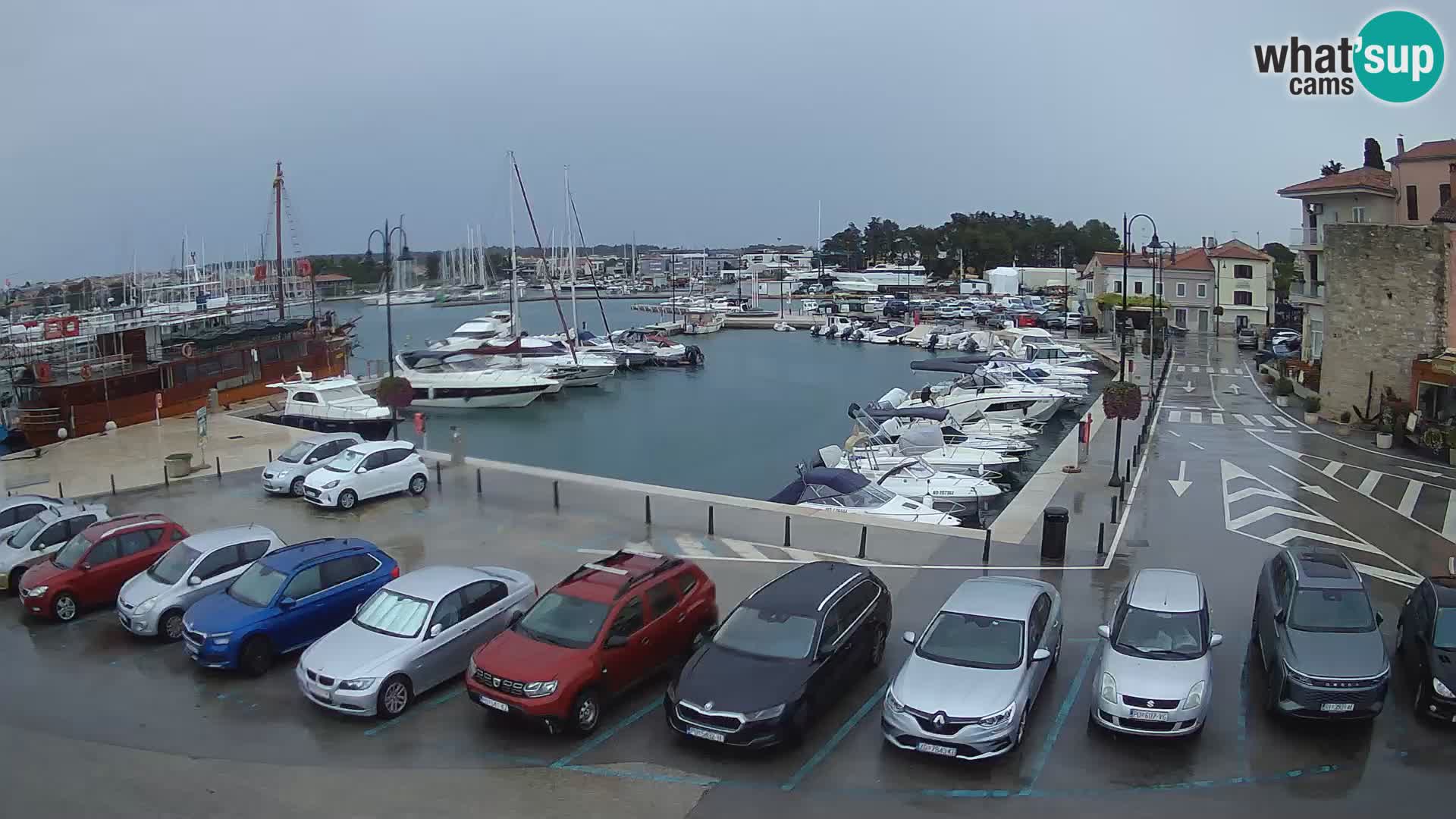 Novigrad | Porporela marina