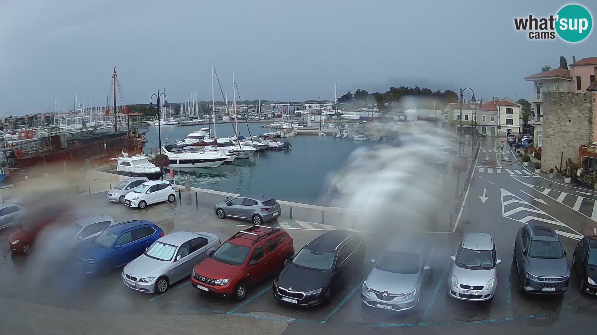 Novigrad | Porporela marina