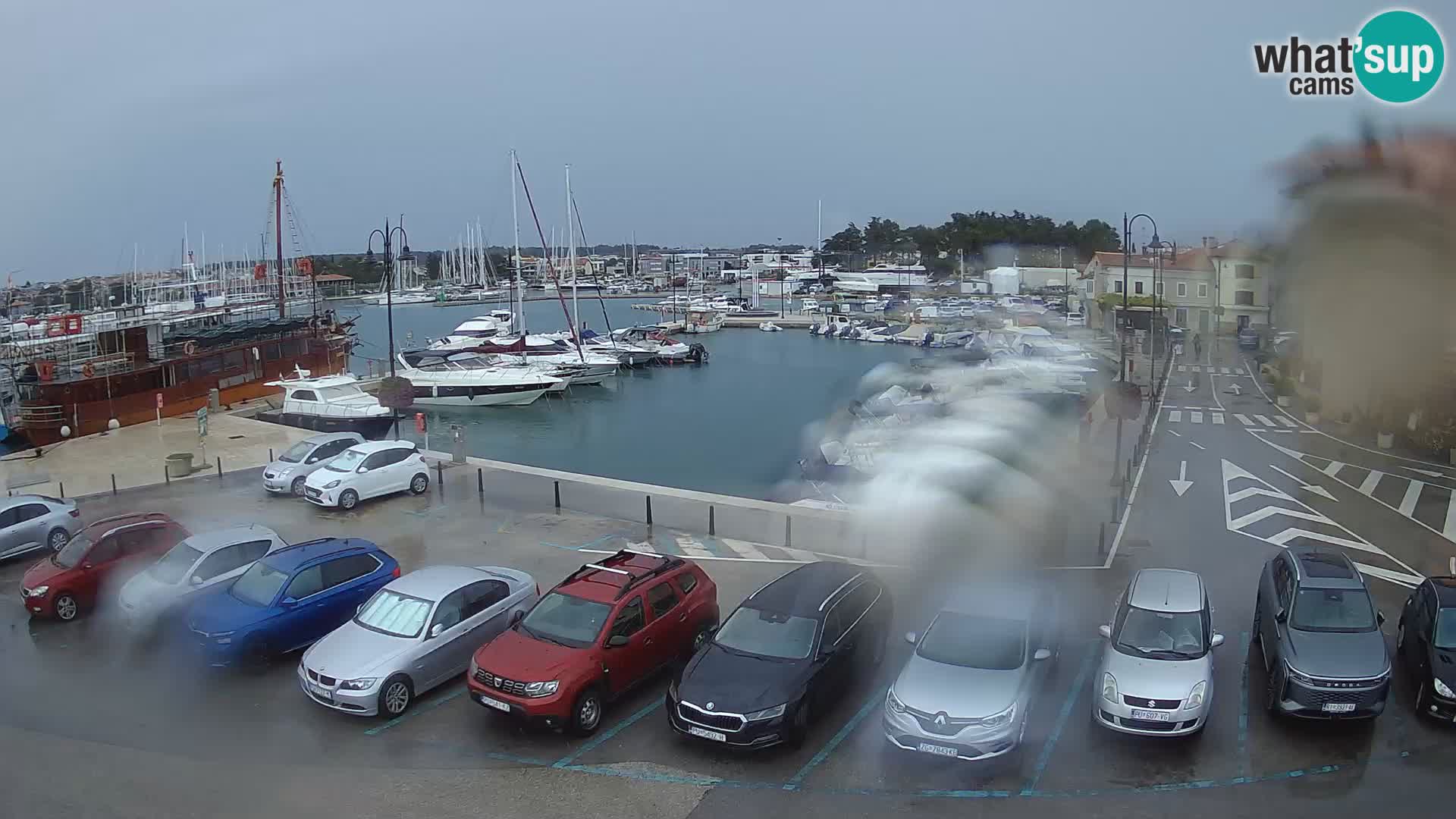 Novigrad | Porporela marina